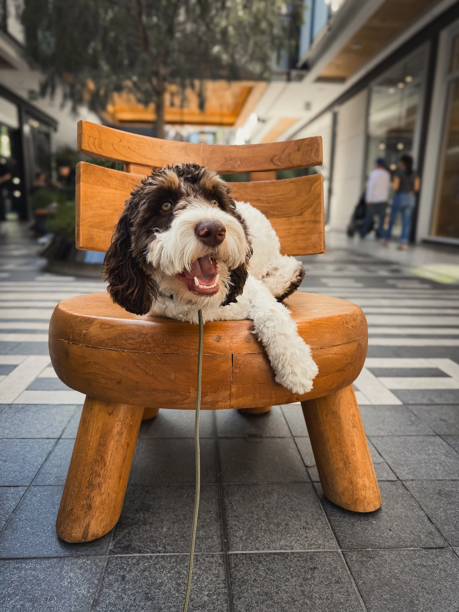 Dog relaxing on a wooden chair during training