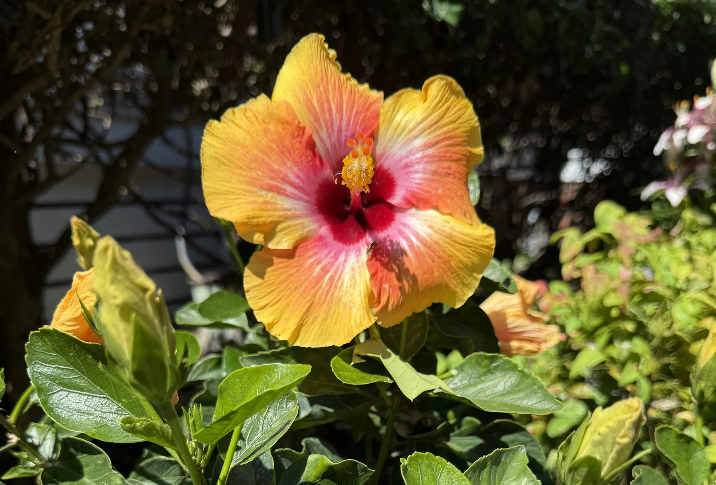 Hibiscus in sunset colors — bright, bold, and characteristic of a Gardens by Oz property