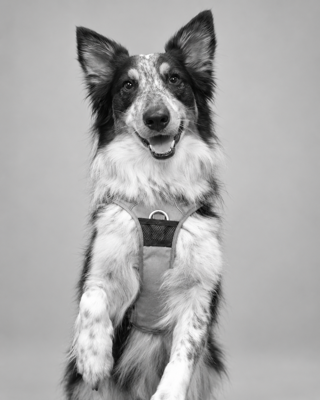 Socks, Bespoke’s Chief Woof Officer