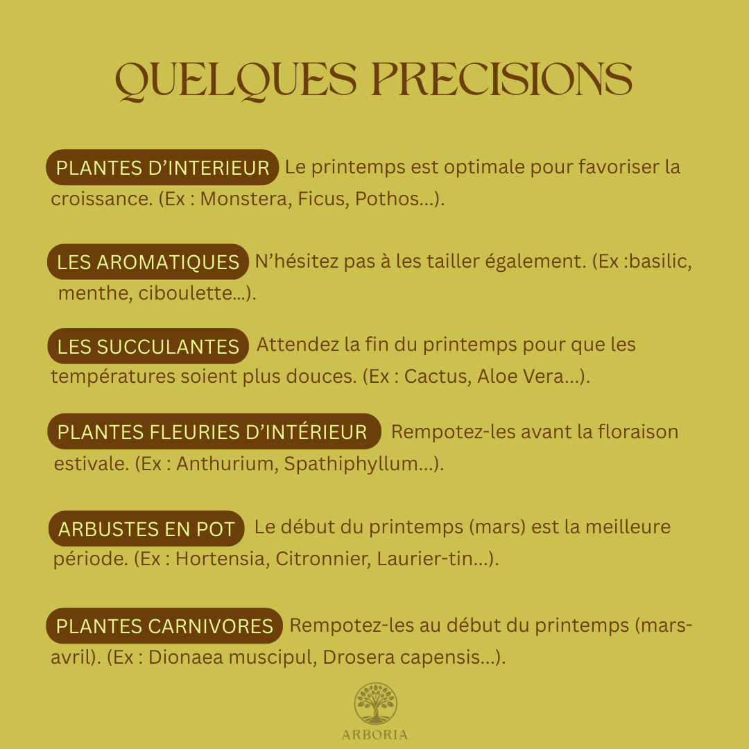 Plantes à rempoter au printemps 2