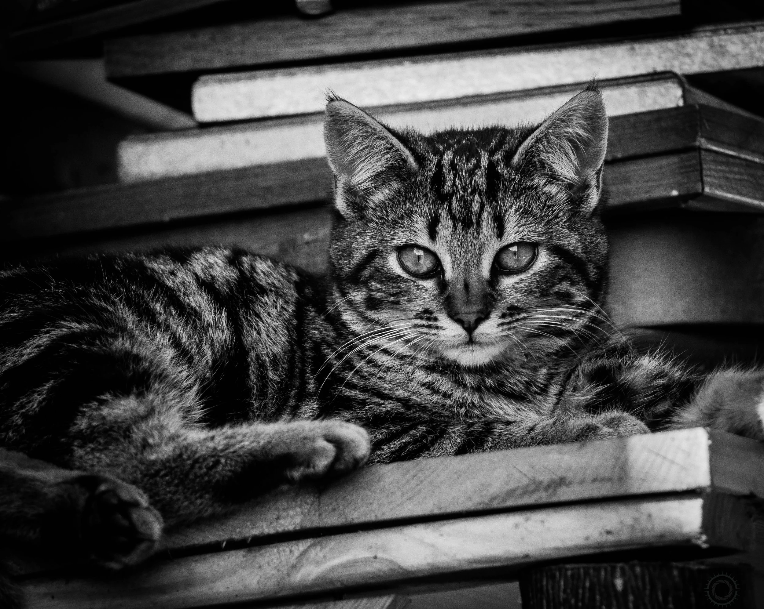 Black and white cinematic cat portrait
