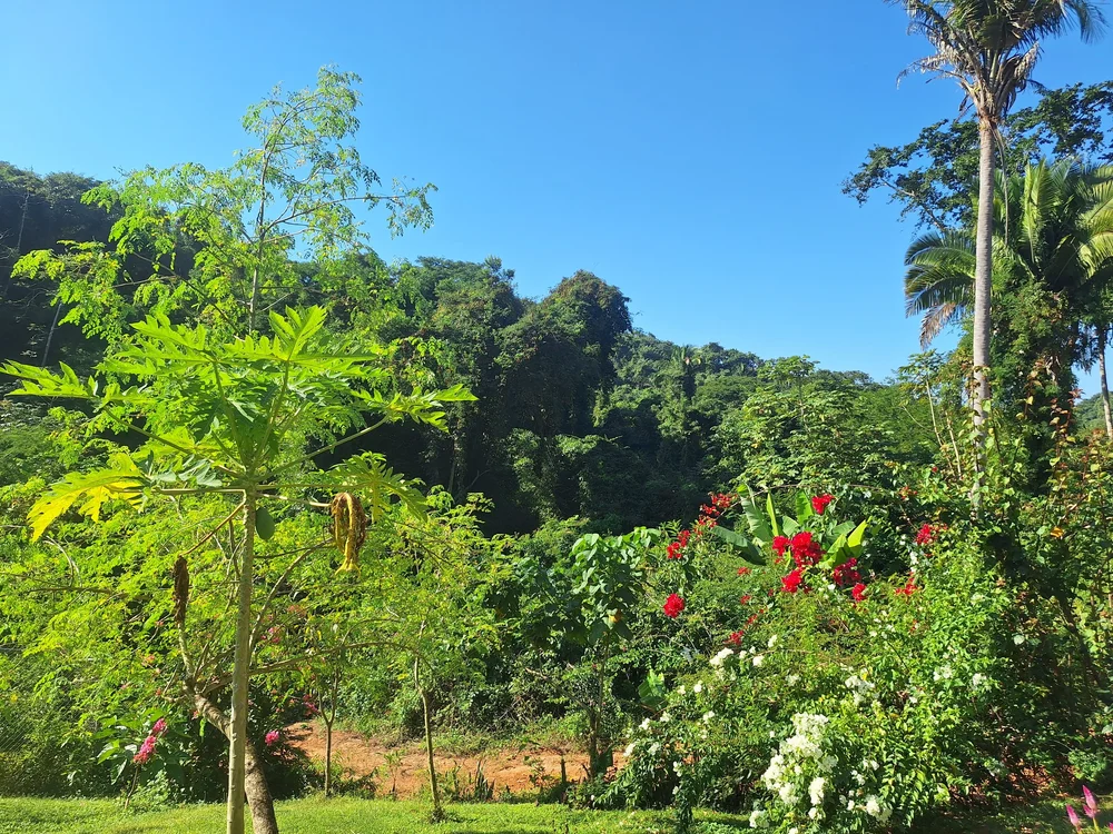 Jungle garden with papaya, palms and bougainvillea