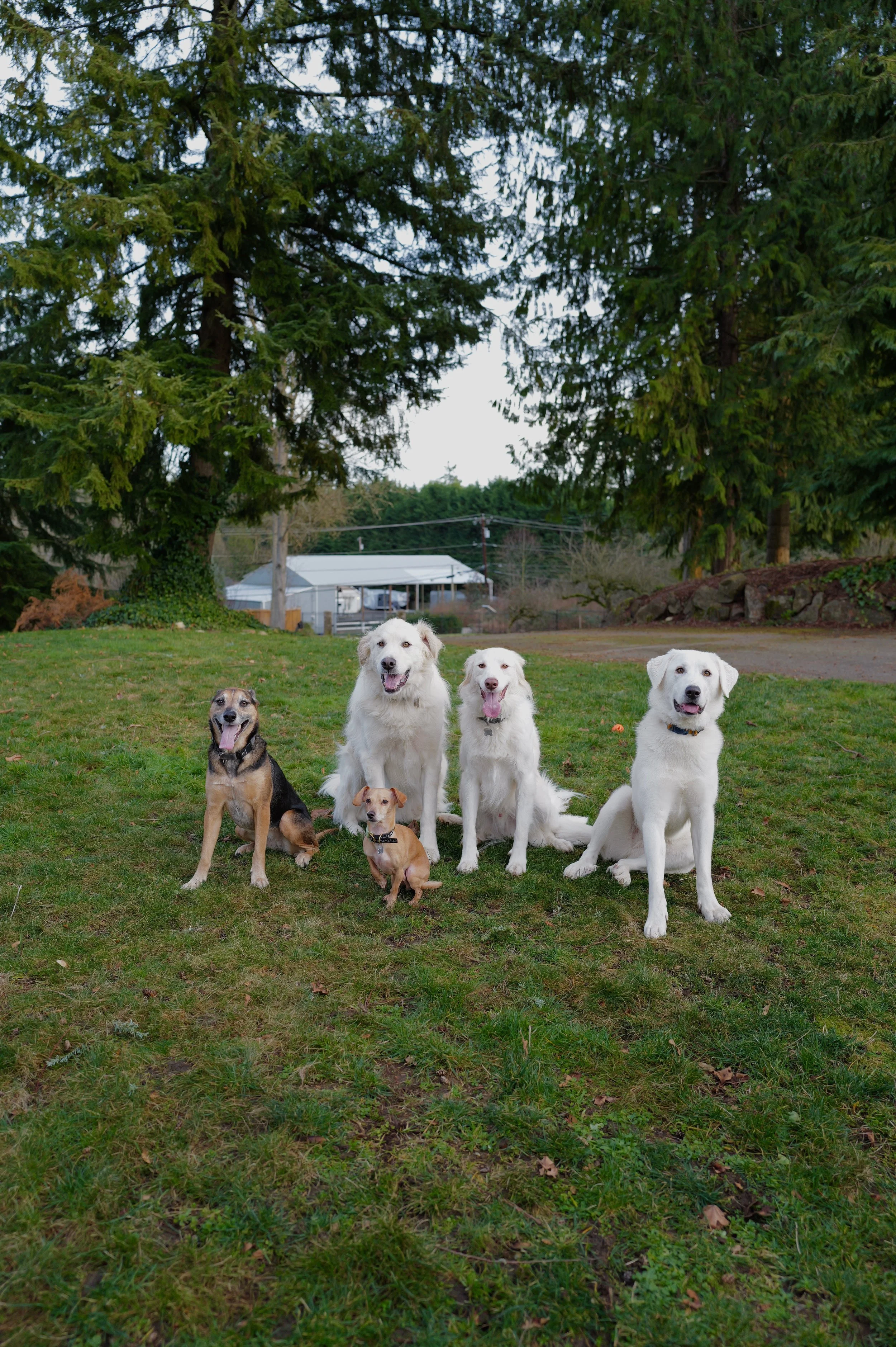 Bella's dogs