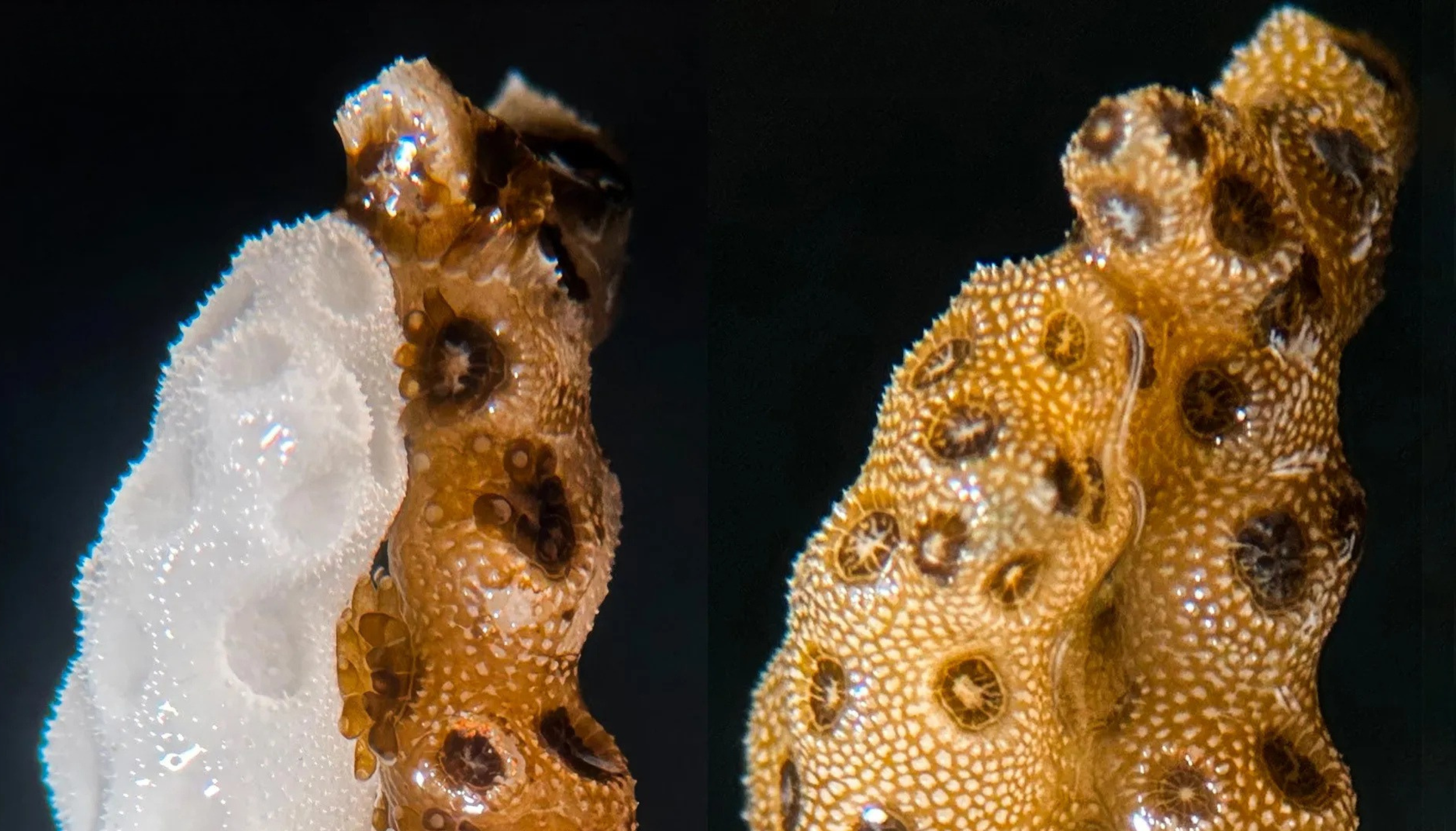 Bleached and healthy coral fragments used in a Stanford laboratory study.