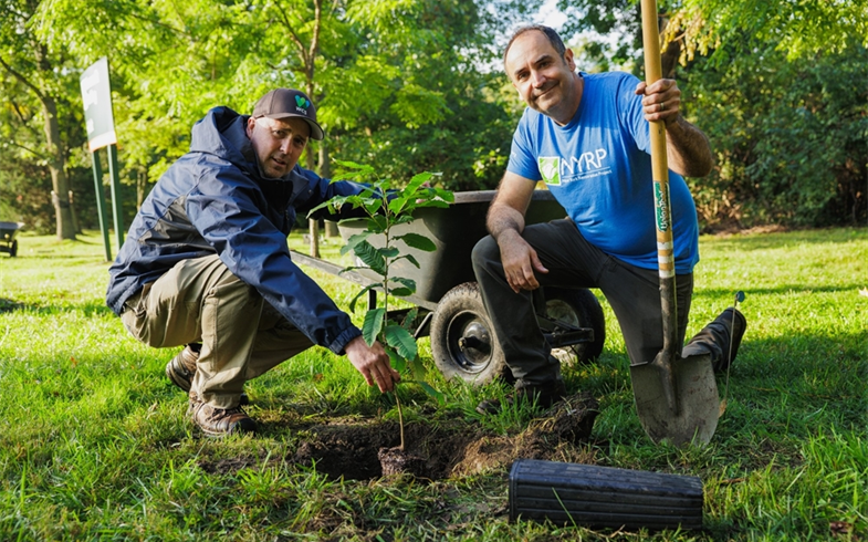 Robert Scheuerman and Jason Smith planting a chestnut sapling at the Bronx Zoo.