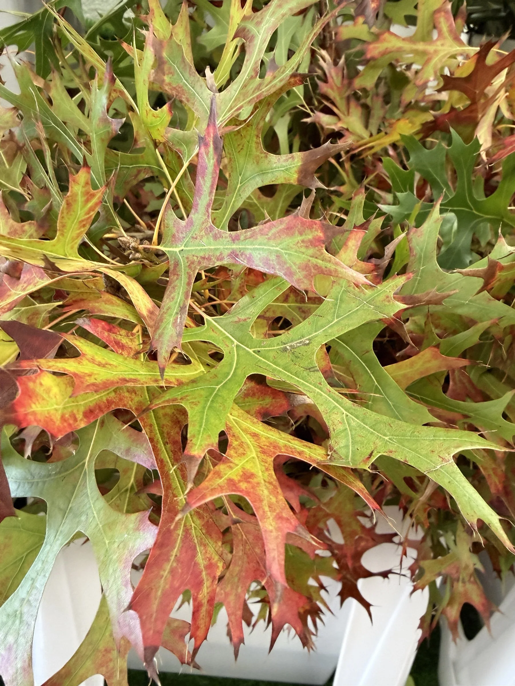 Autumn foliage in warm seasonal colors from The Strike Team Flowers.