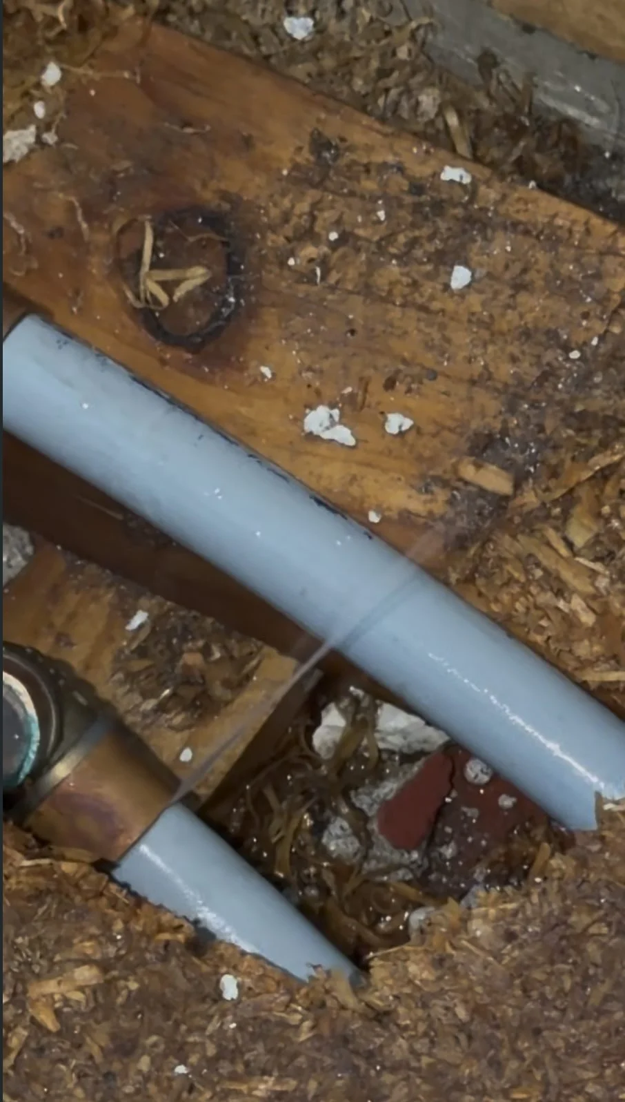 Cut poly pipe and rotten timber found during the Garfield Street bathroom strip-out in Parnell