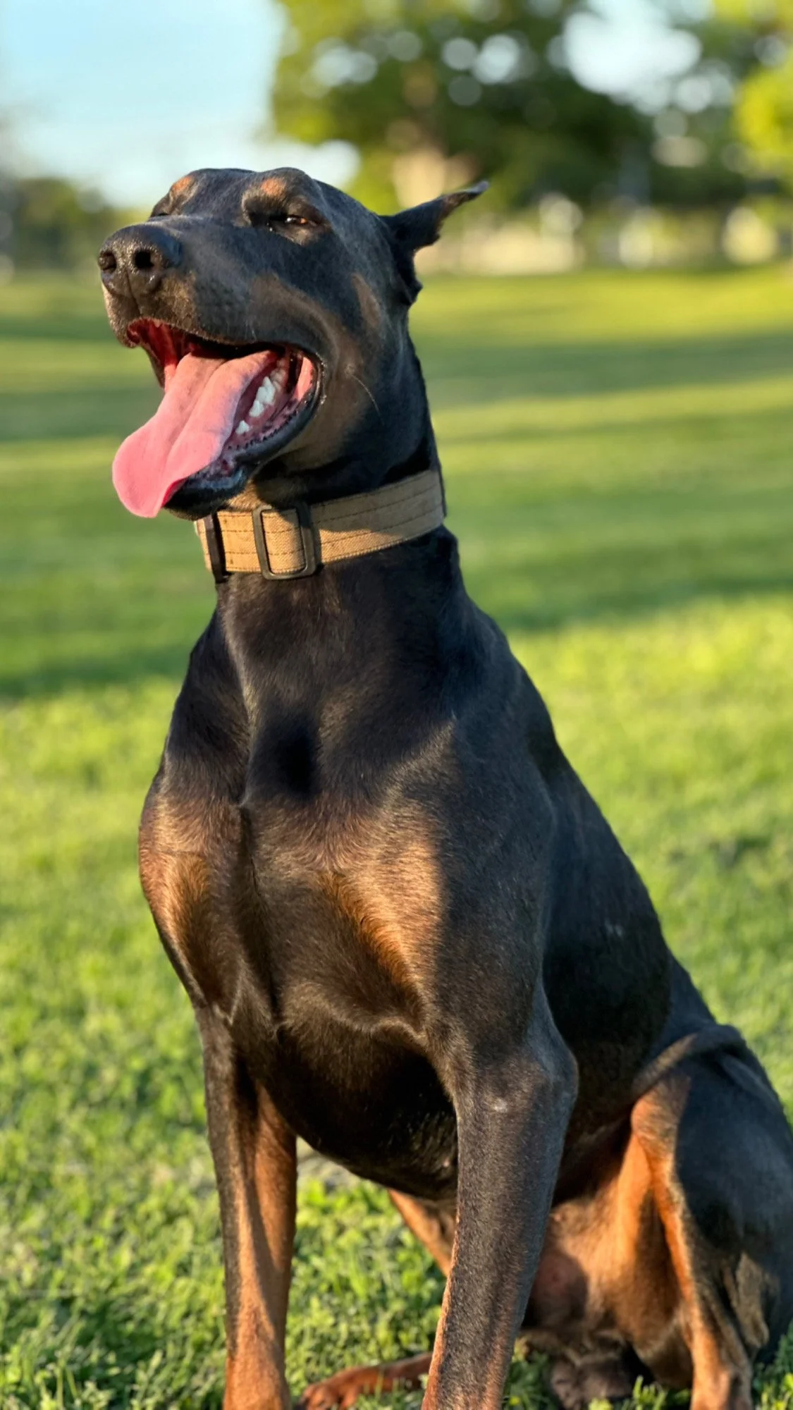 Nor’s Doberman
