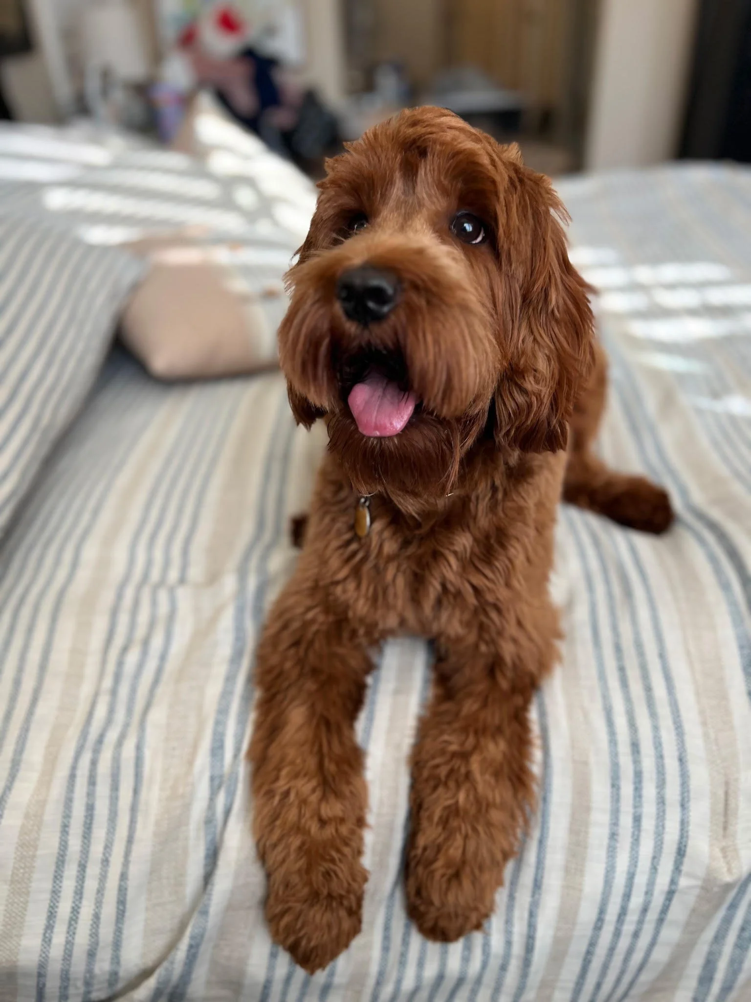 Brown doodle relaxing at home