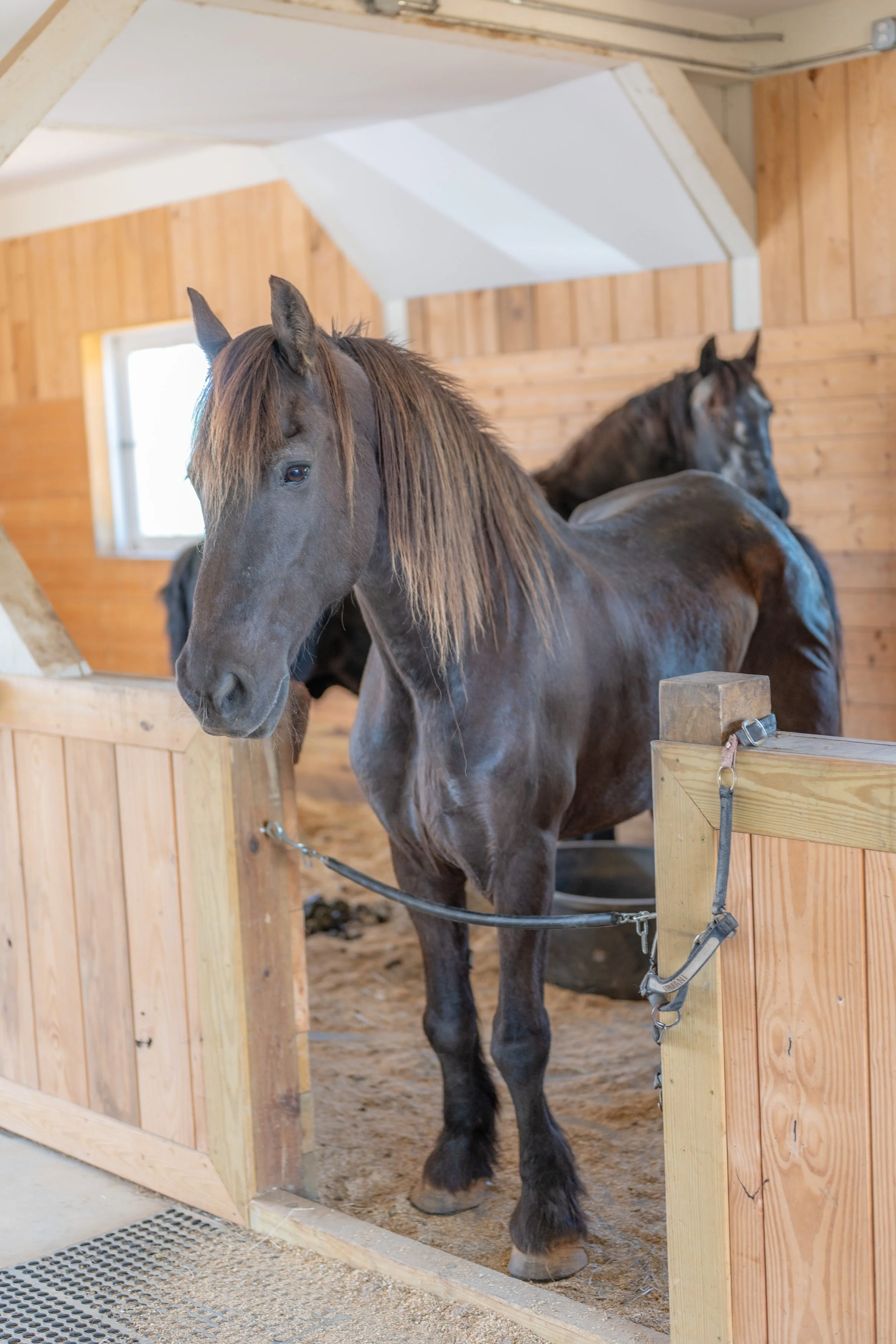 Friesian horses at Peony Hill