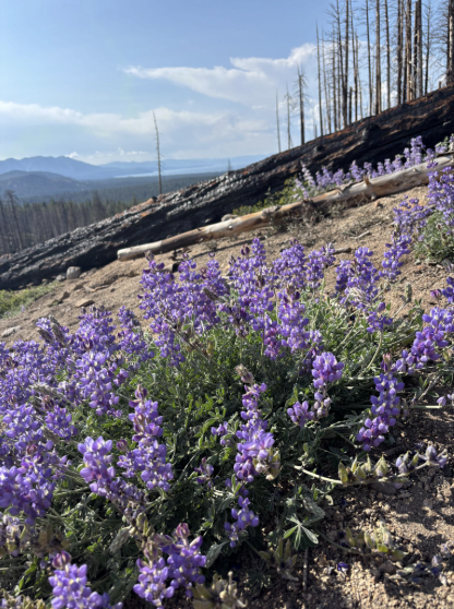 Flowers blooming in the forest