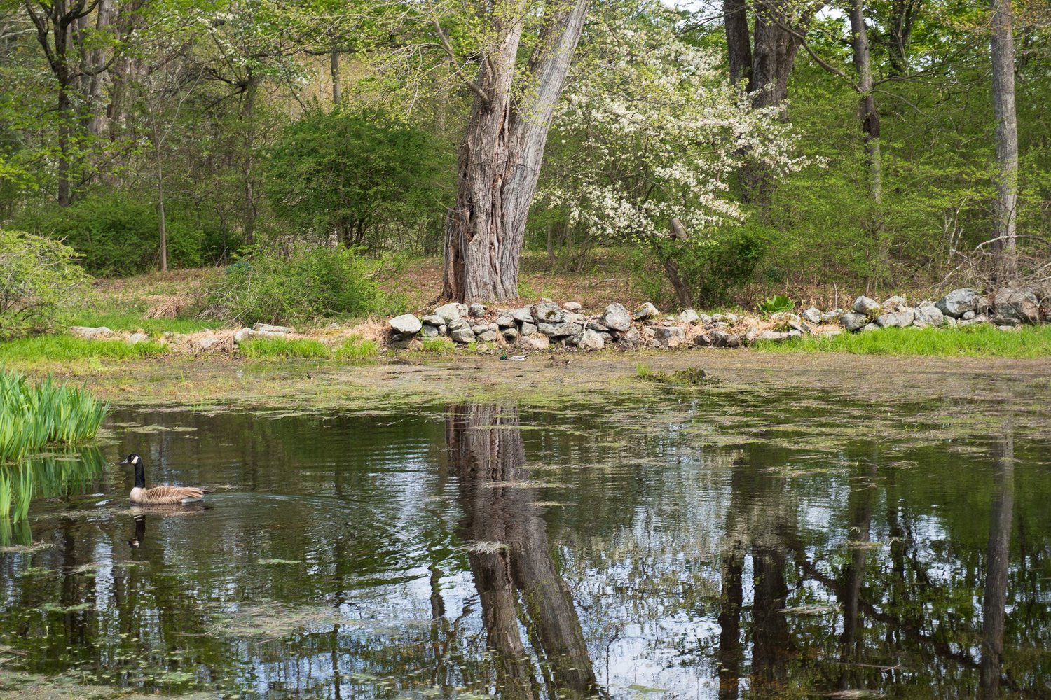 Existing pond in spring