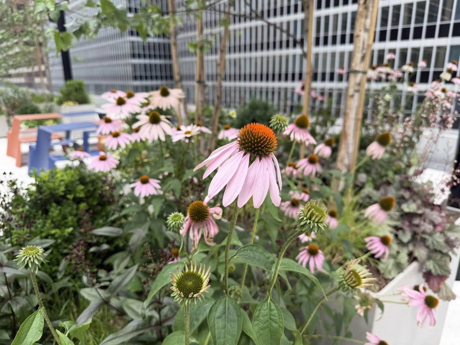 Coneflowers in bloom on the terrace
