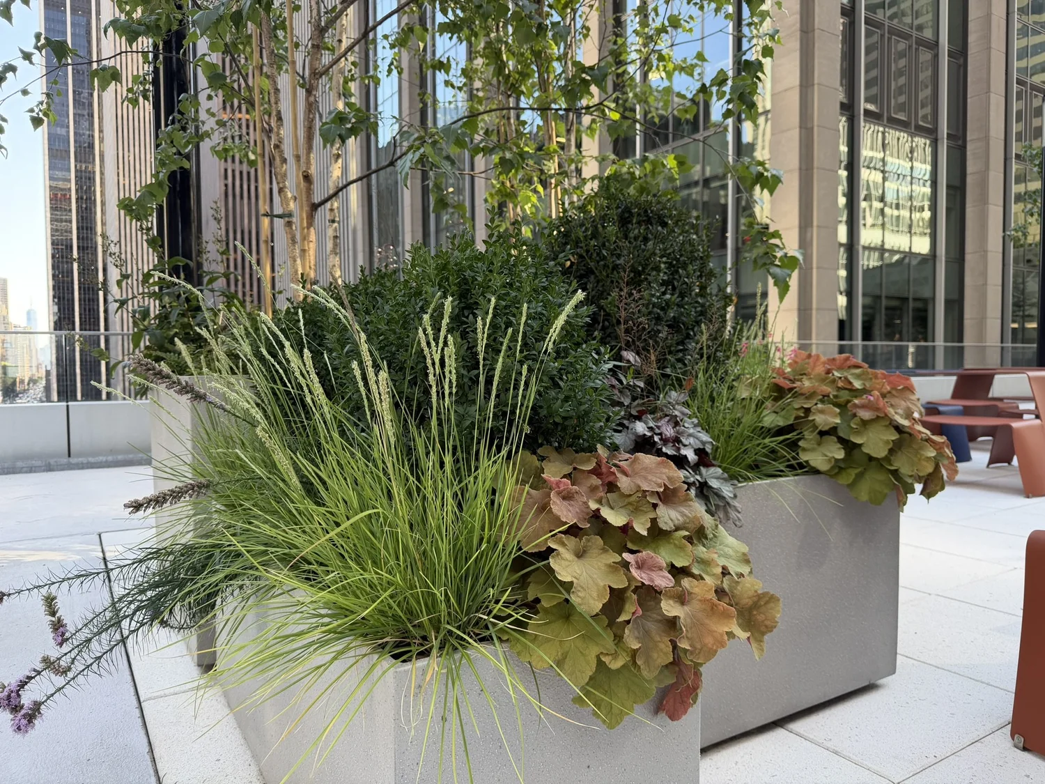 Grasses, heuchera and perennials in a terrace planter
