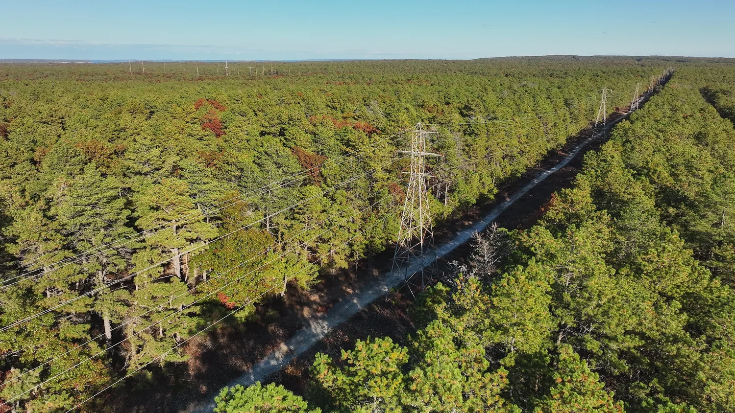 Trail segment through the Central Pine Barrens