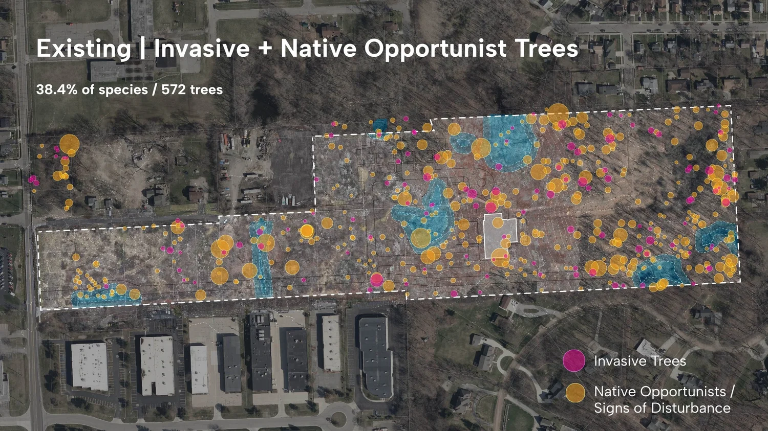Detailed Tree Survey Analysis to inform road alignment