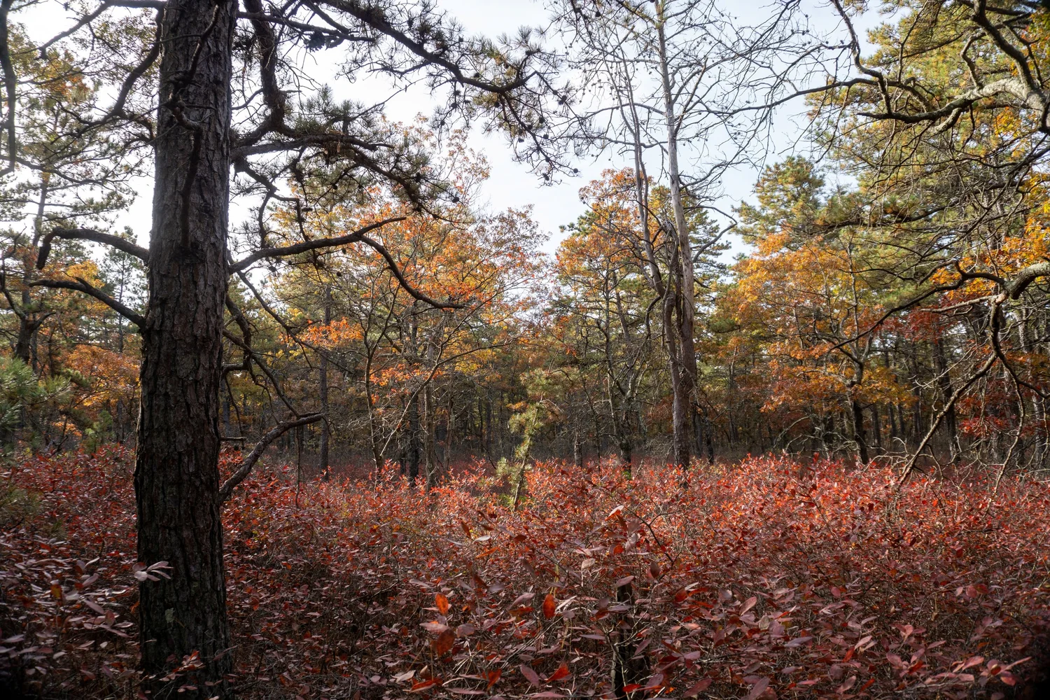 Huckleberry understory in the Pine Barrens