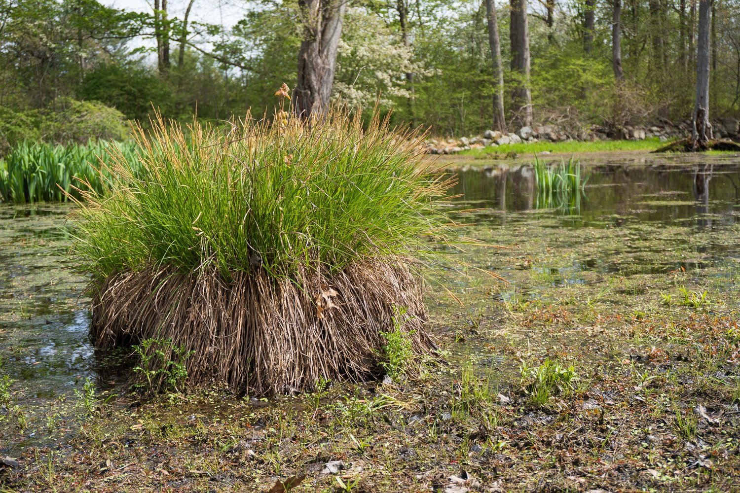 Grasses at the water edge