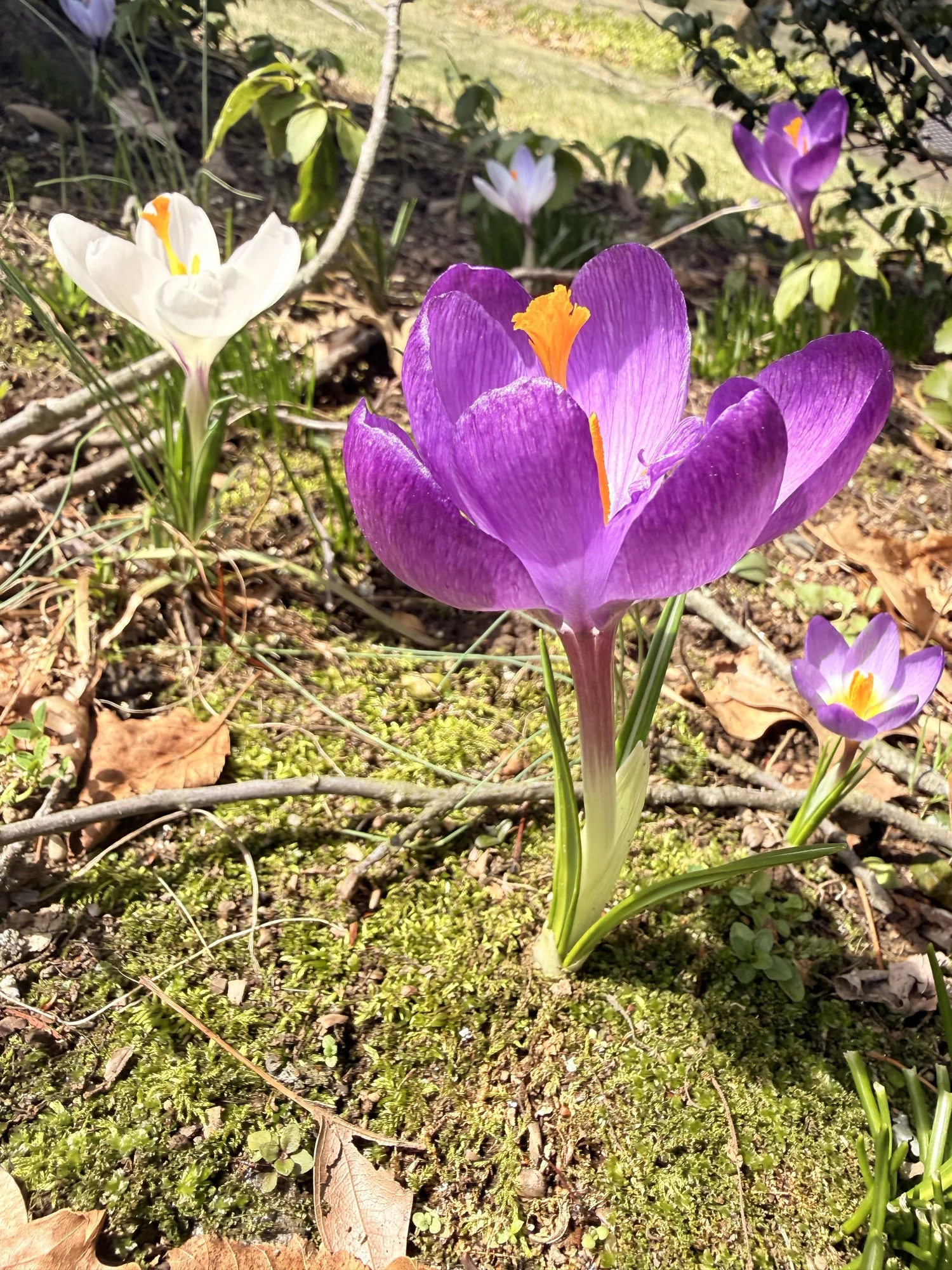 Crocus in bloom on the site