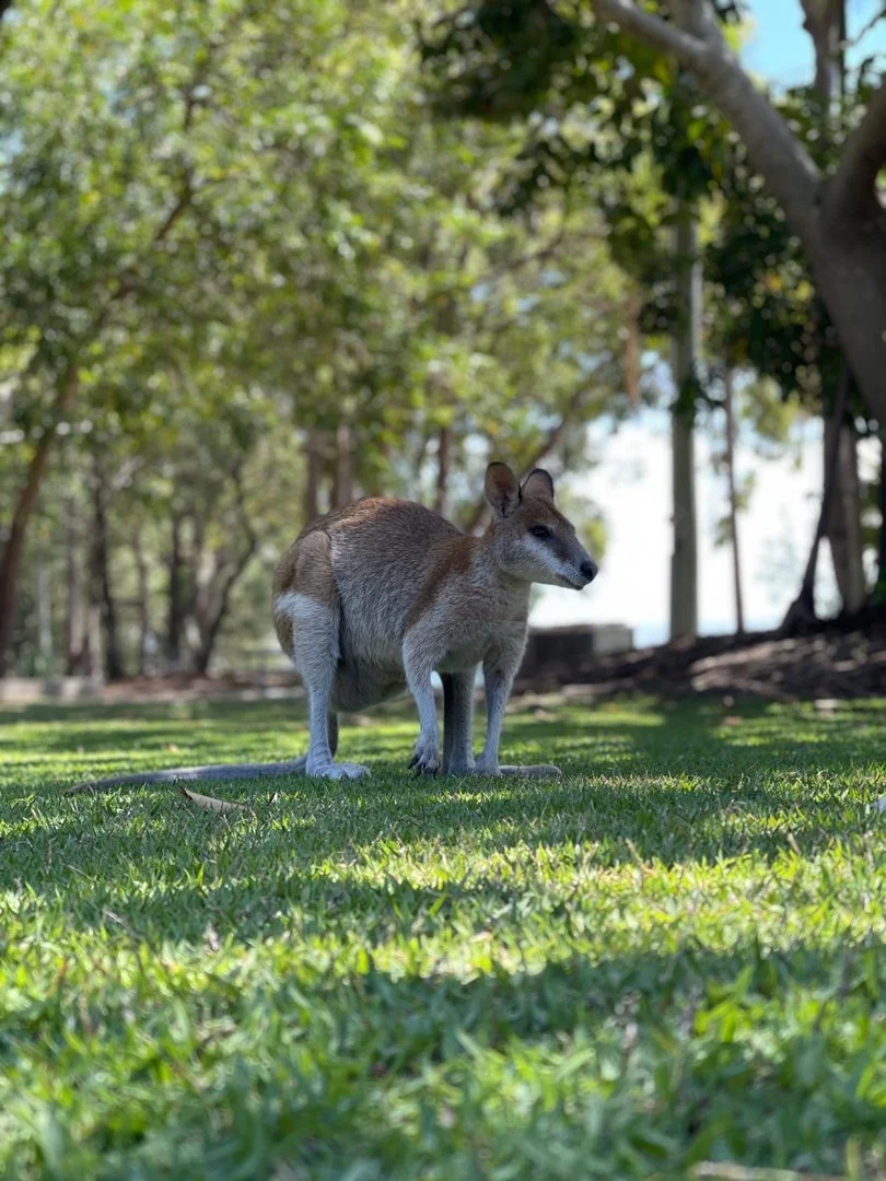 Wallaby on the beach at Tipplers Passage Gold Coast