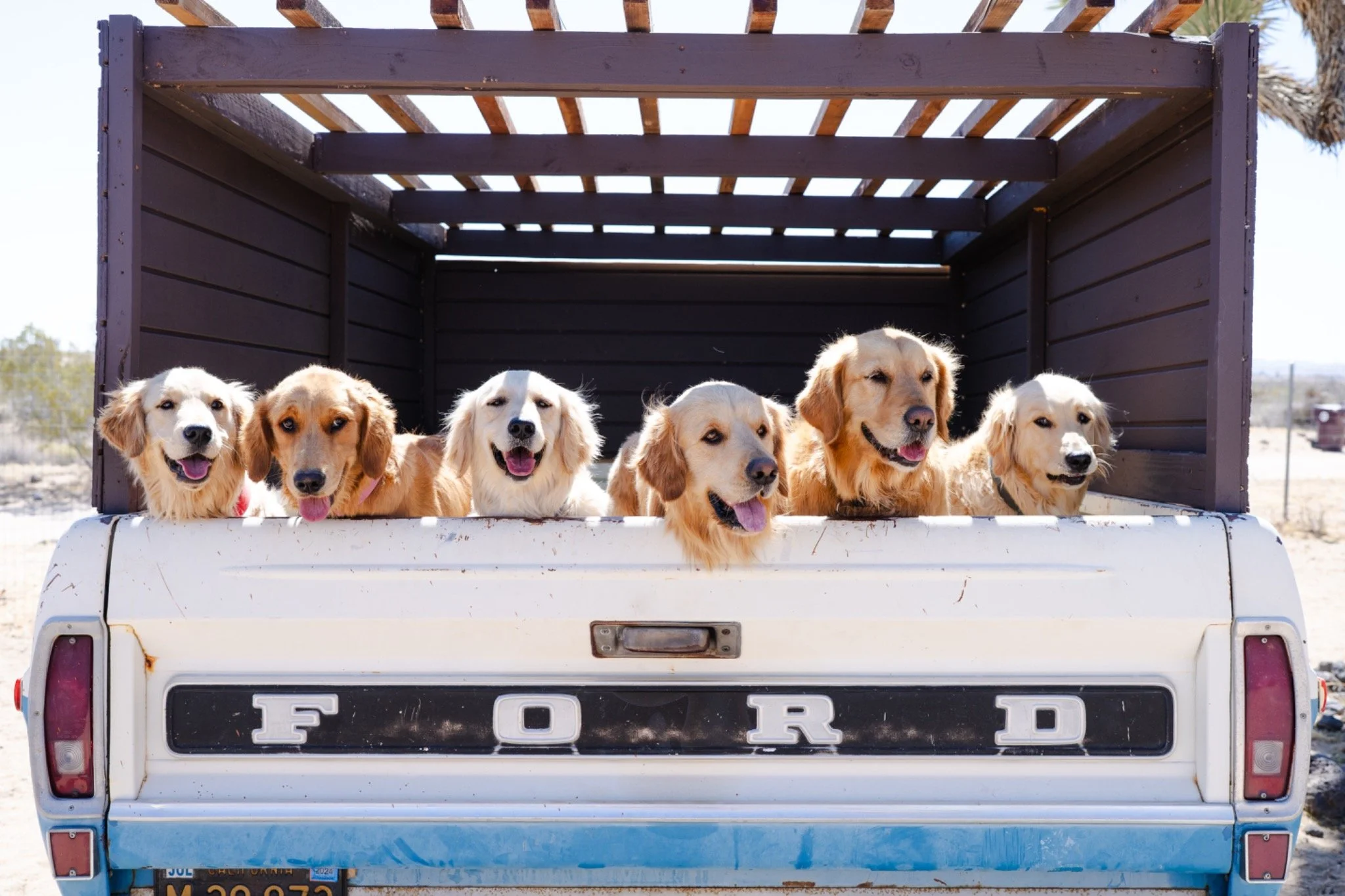 The Goldens arrive in the vintage Ford truck