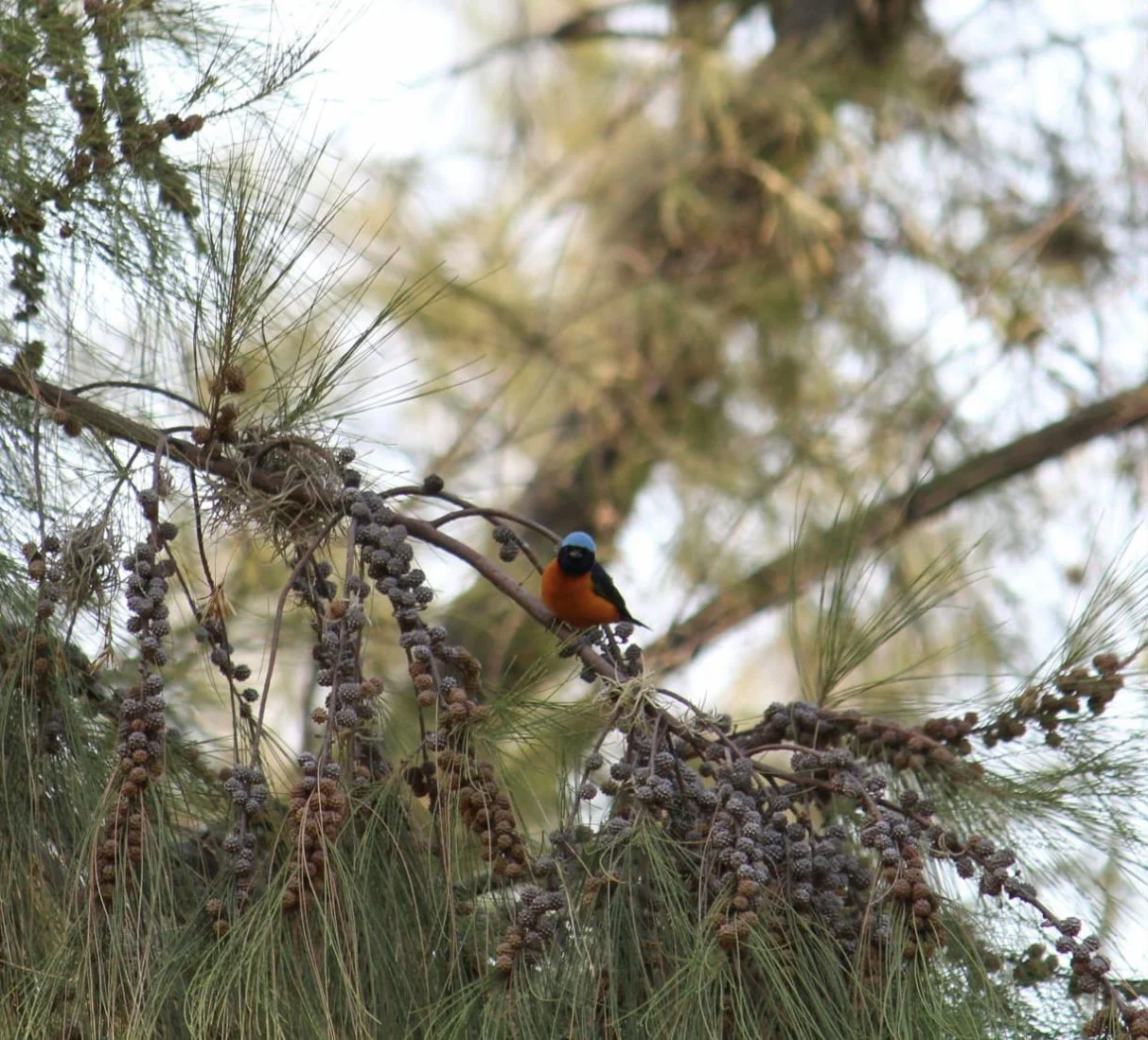 Teotitlán birdwatching experience