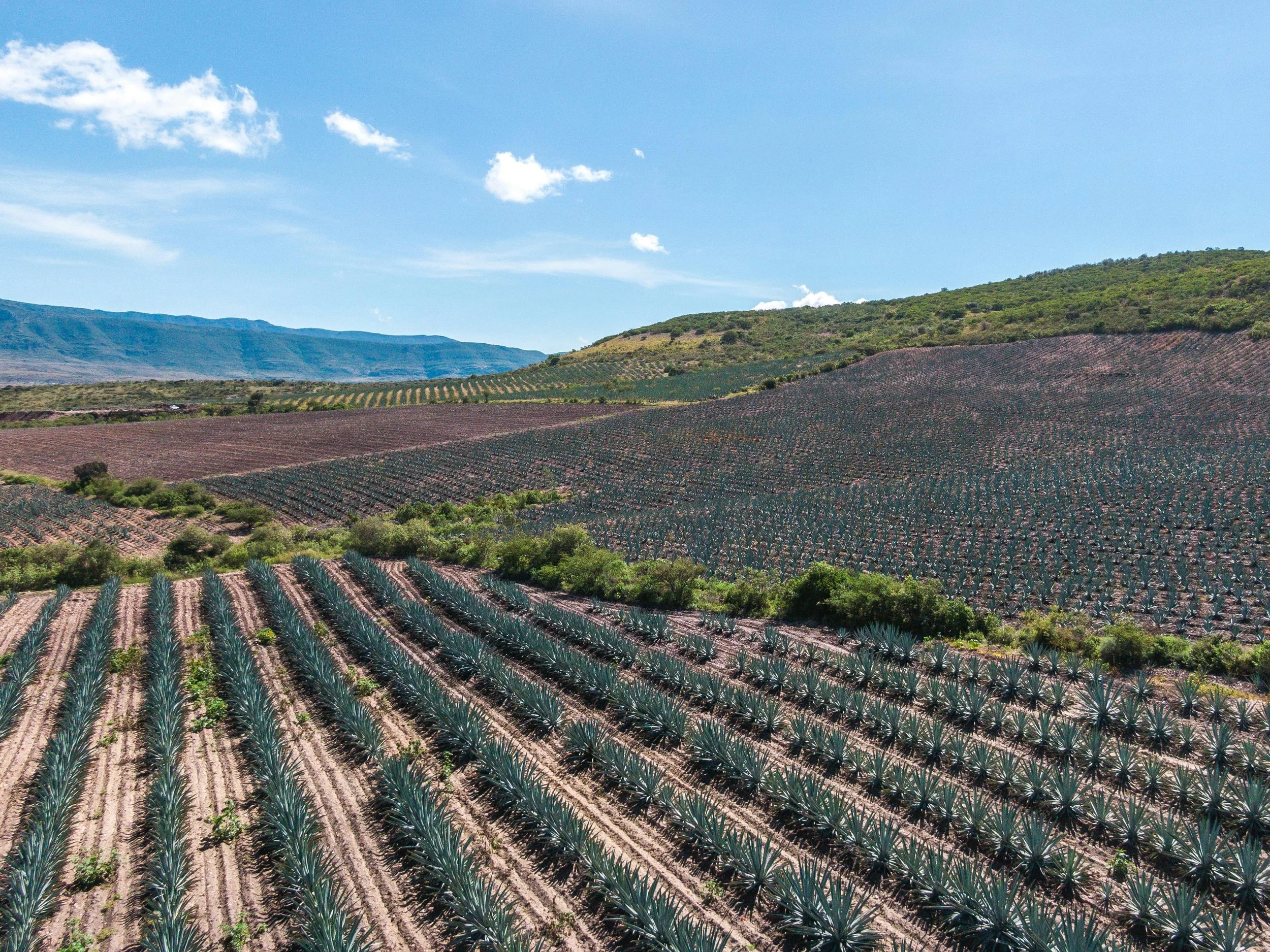 Authentic mezcal tasting in Oaxaca