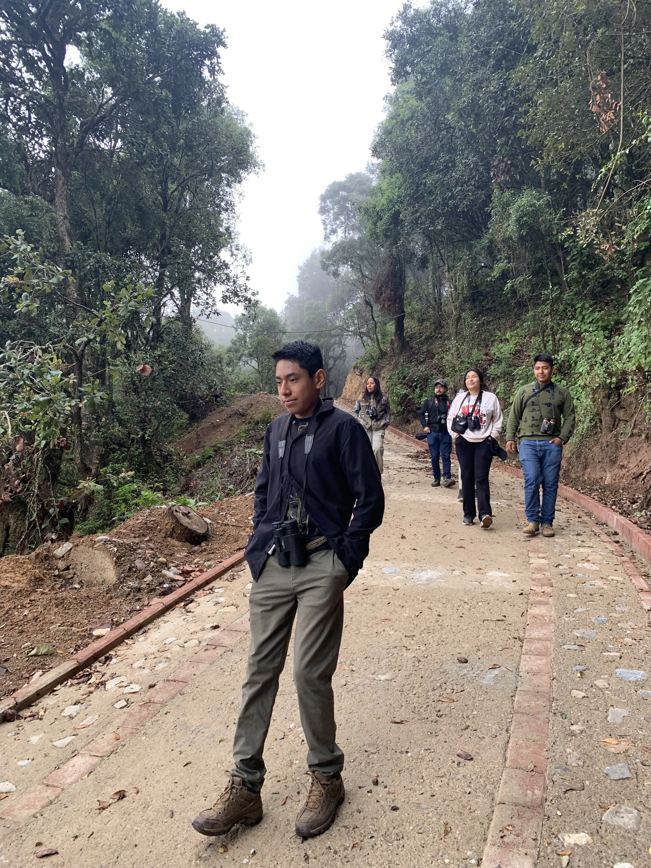 High-altitude forest landscape in Cumbre Ixtepeji