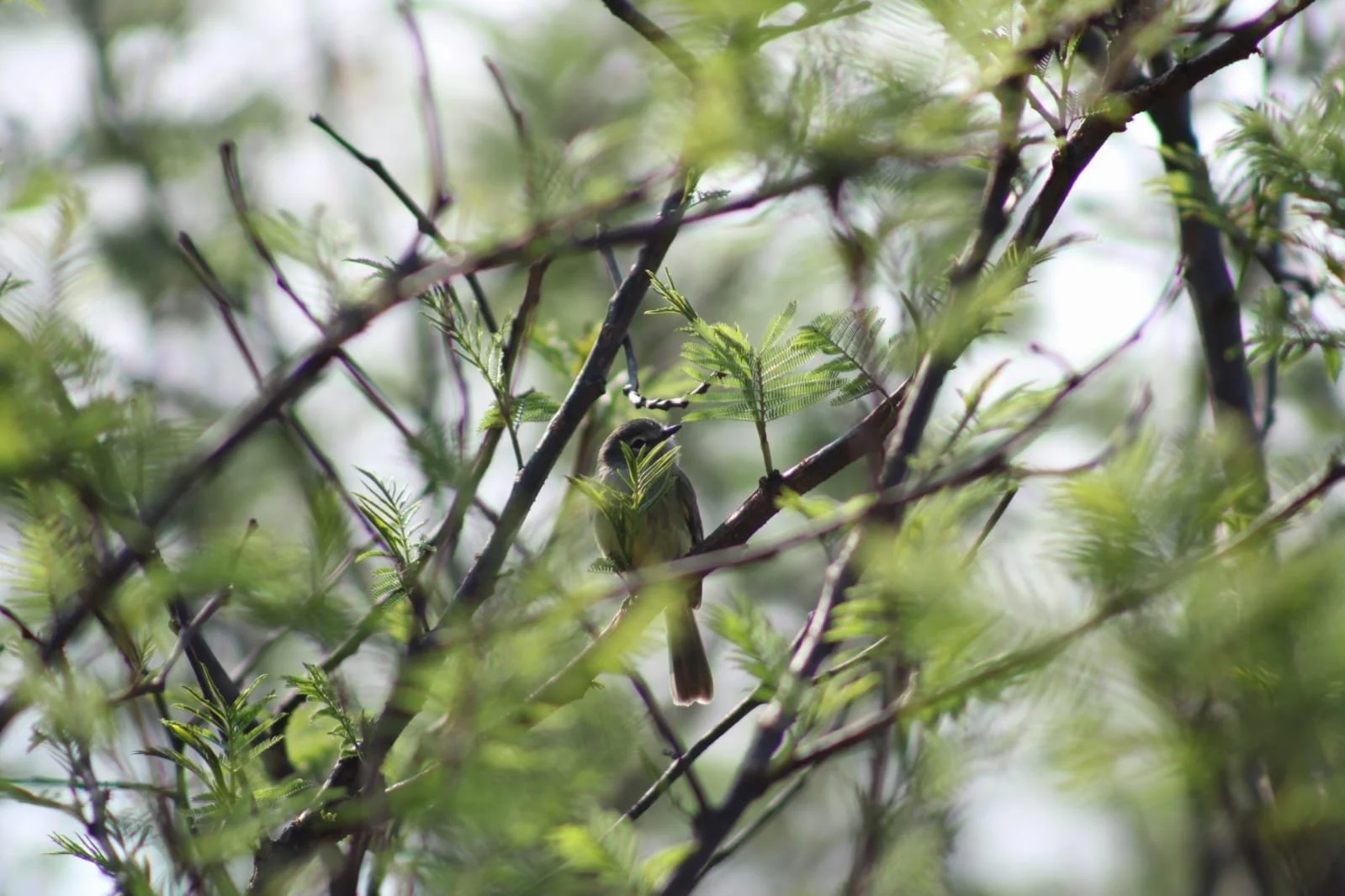 Birdwatching route in Oaxaca