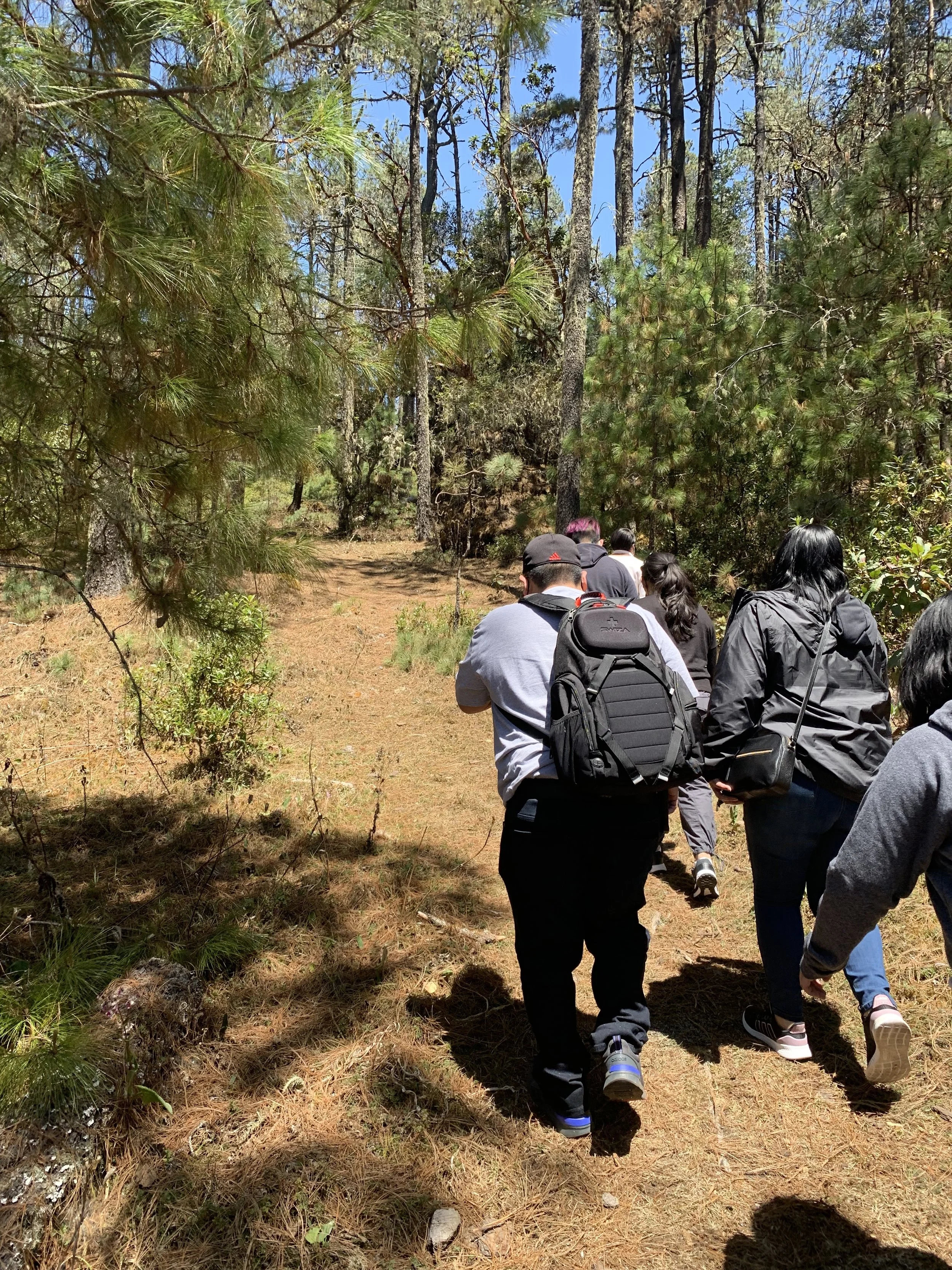 Cumbre Ixtepeji forest trek