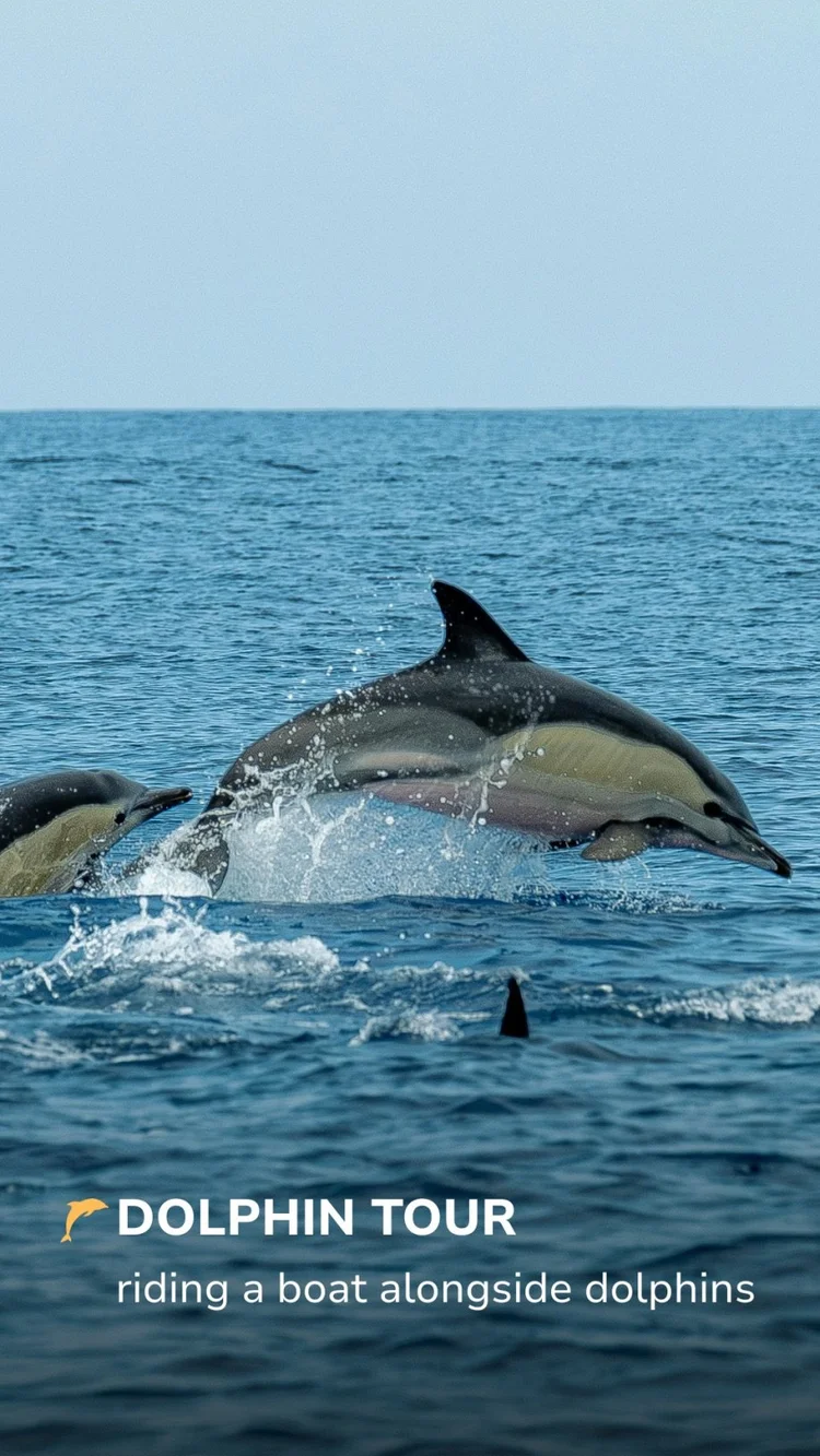 Dolphins in Algarve