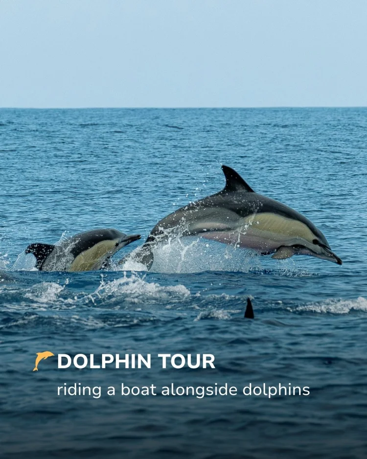 Dolphins in Algarve