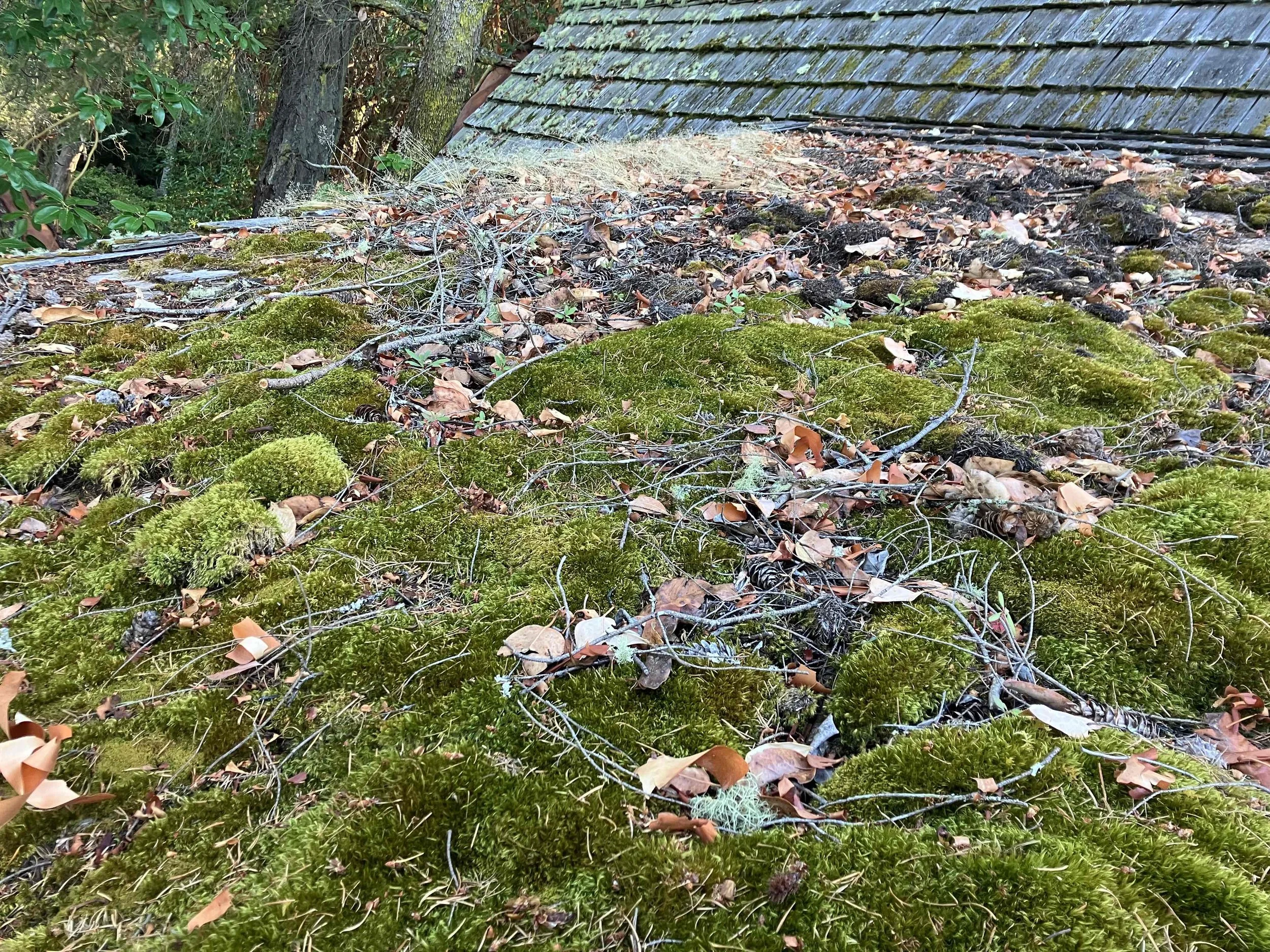 Heavy moss growth on a Bellingham area roof