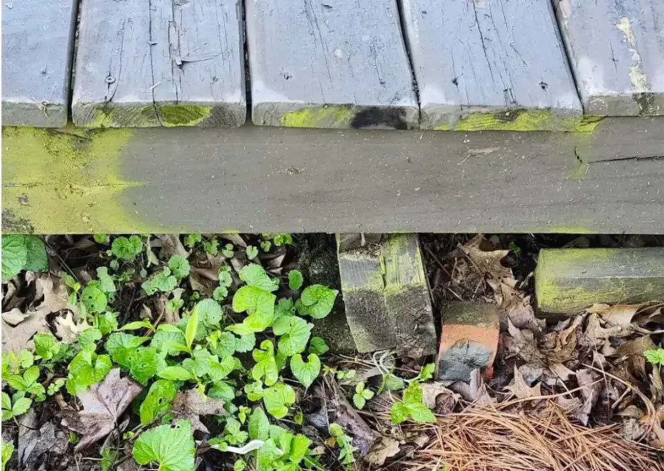 Rotting wood deck showing moisture damage