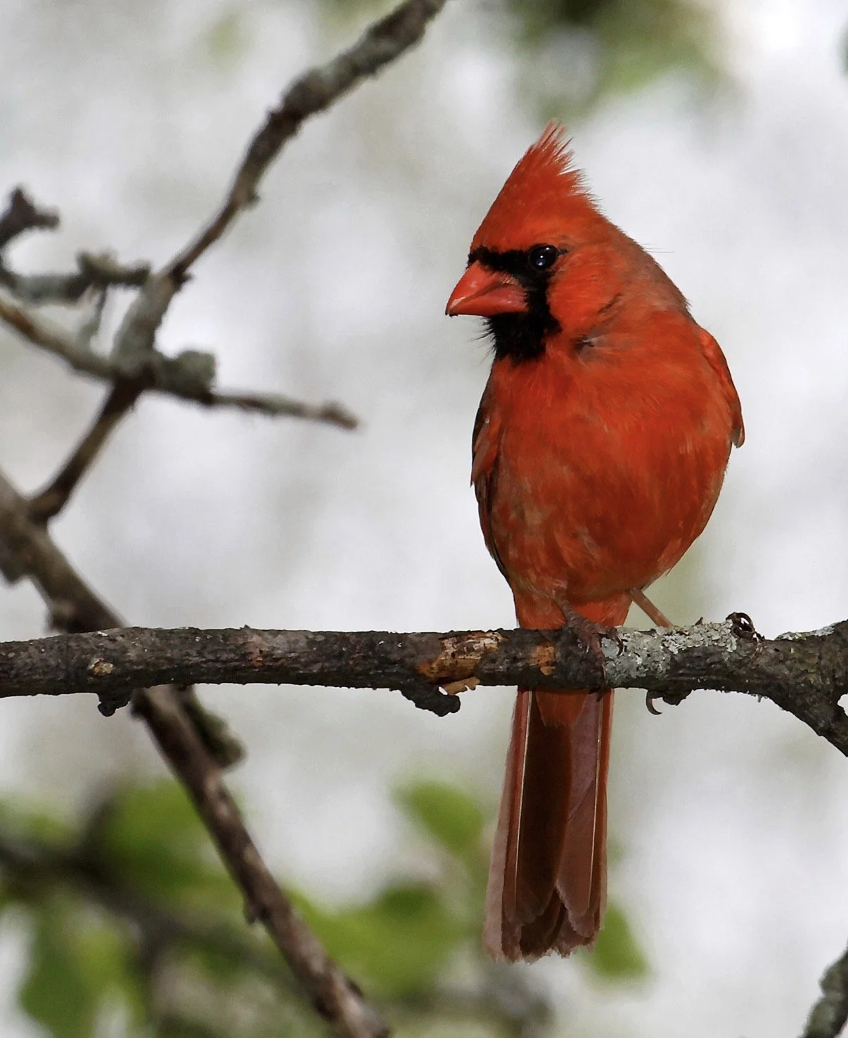 The original cardinal photograph by Lloyd W. Alexander