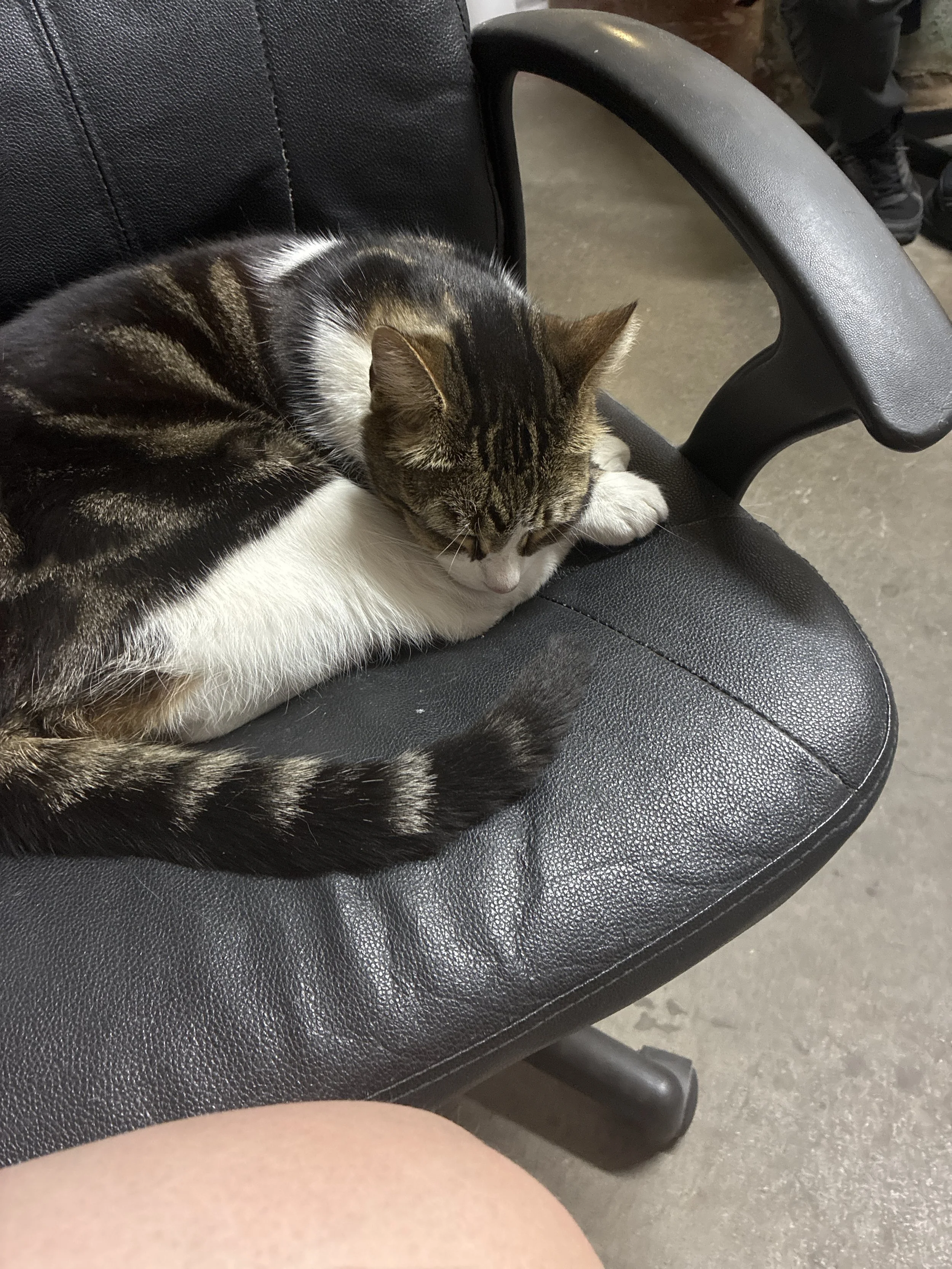 Sir Harry the cat asleep, stretched out on a bed, mid-supervision nap.