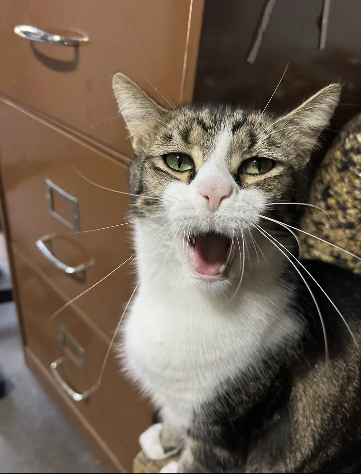 Sir Harry the cat sitting upright with mouth open, appearing to loudly comment on blog content.