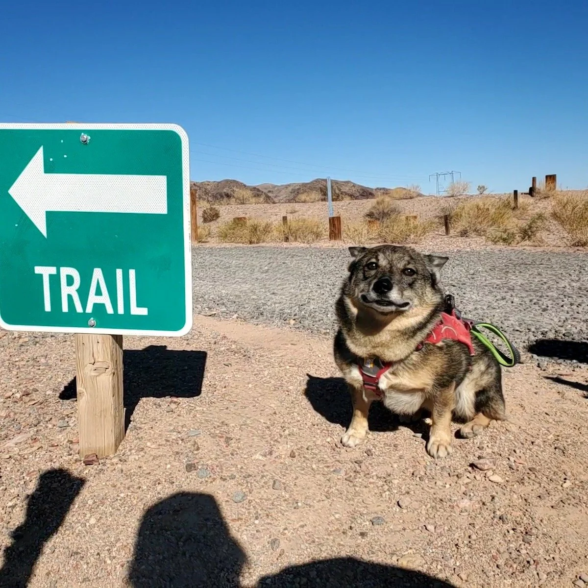 Dog Hiking near me