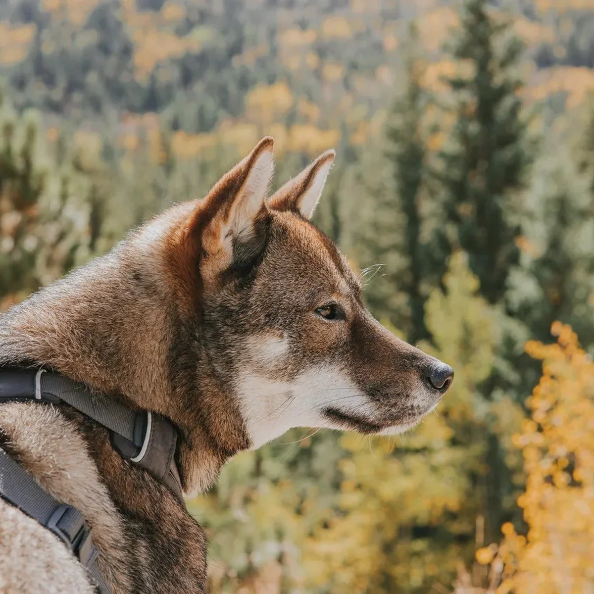 Dog Hiking in Fenway, MA helps active dogs enjoy guided outdoor exercise away from repetitive city routes