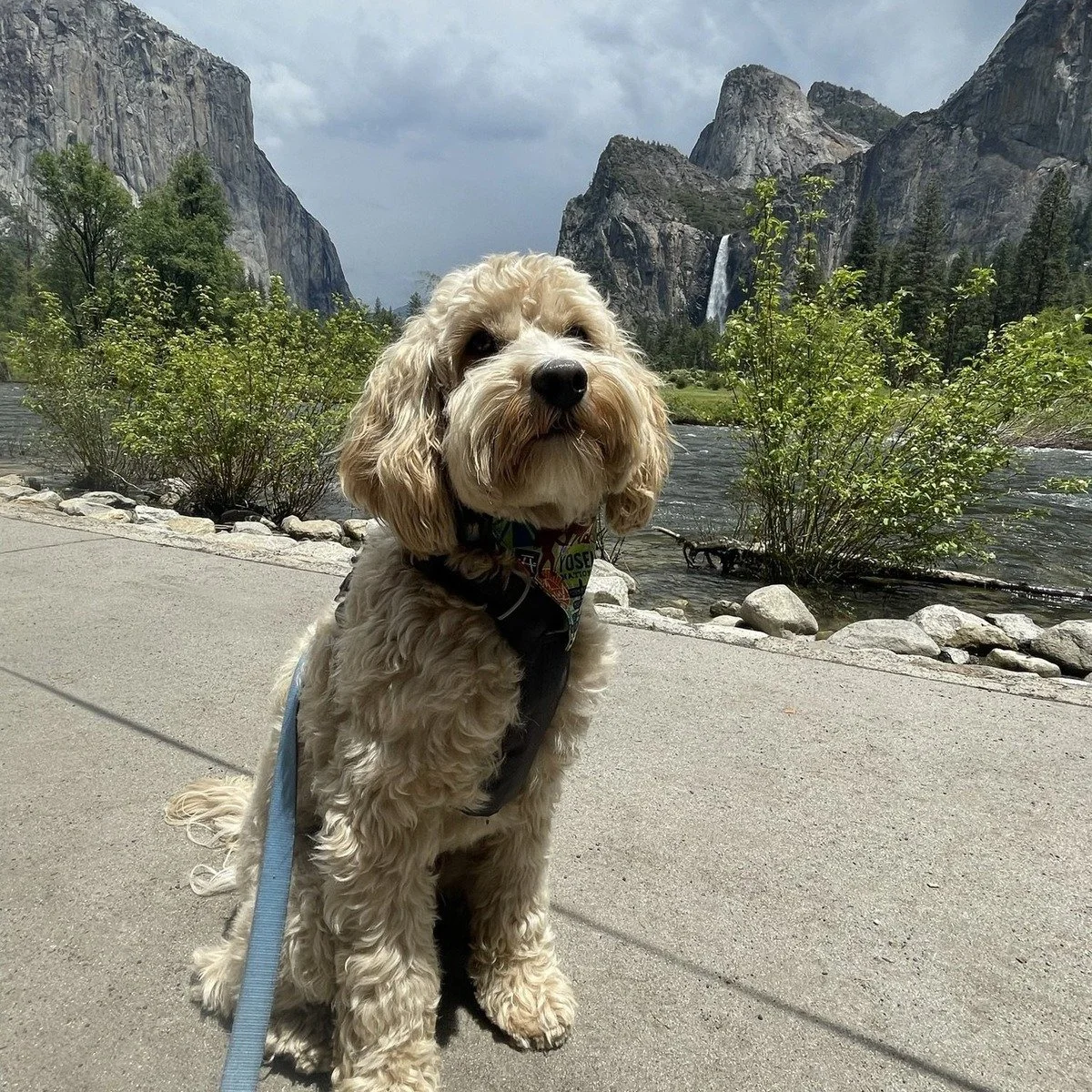 Dog Hiking in Allston, MA gives local dogs a guided outdoor outlet beyond repetitive neighborhood sidewalks