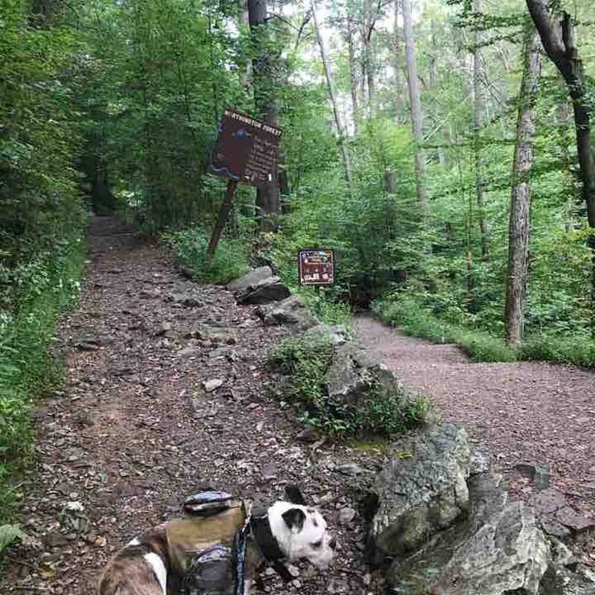 Dog Hiking near me