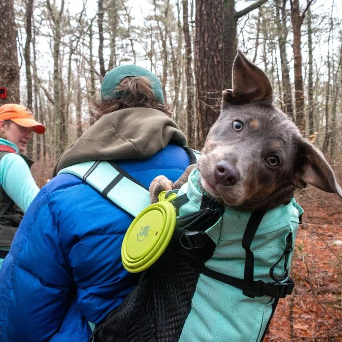 Dog Hiking near me