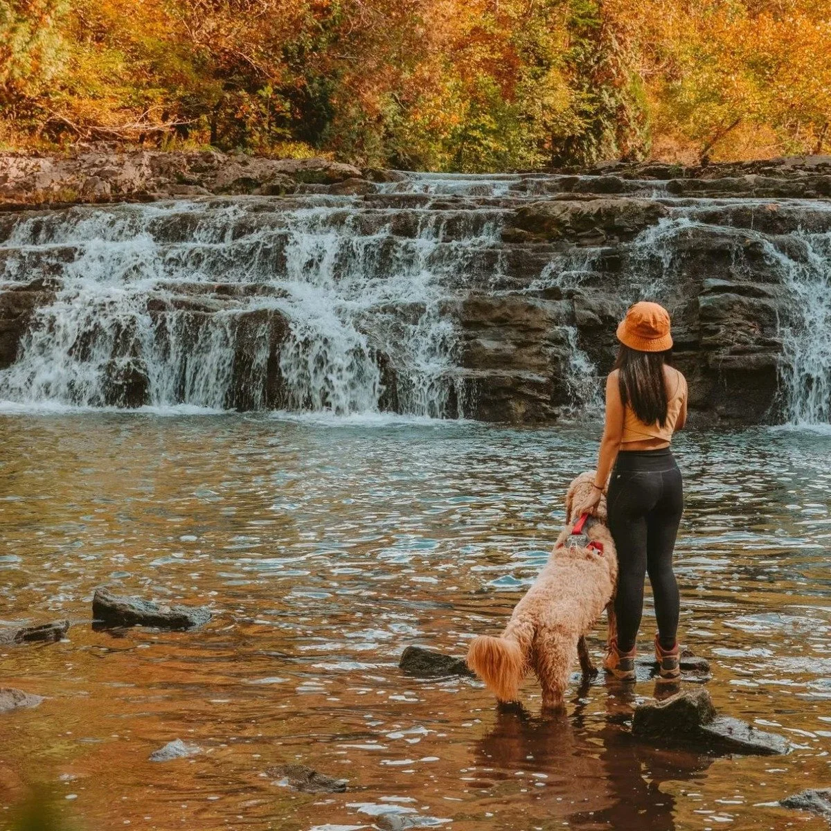 Dog Hiking in North End, MA gives dogs guided outdoor adventures beyond compact city streets