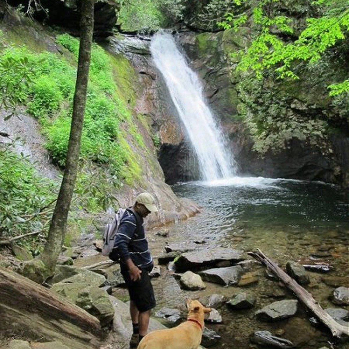 Dog Hiking near me