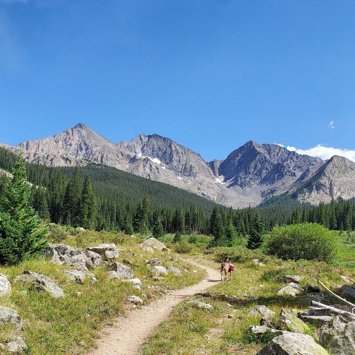 Dog Hiking near me