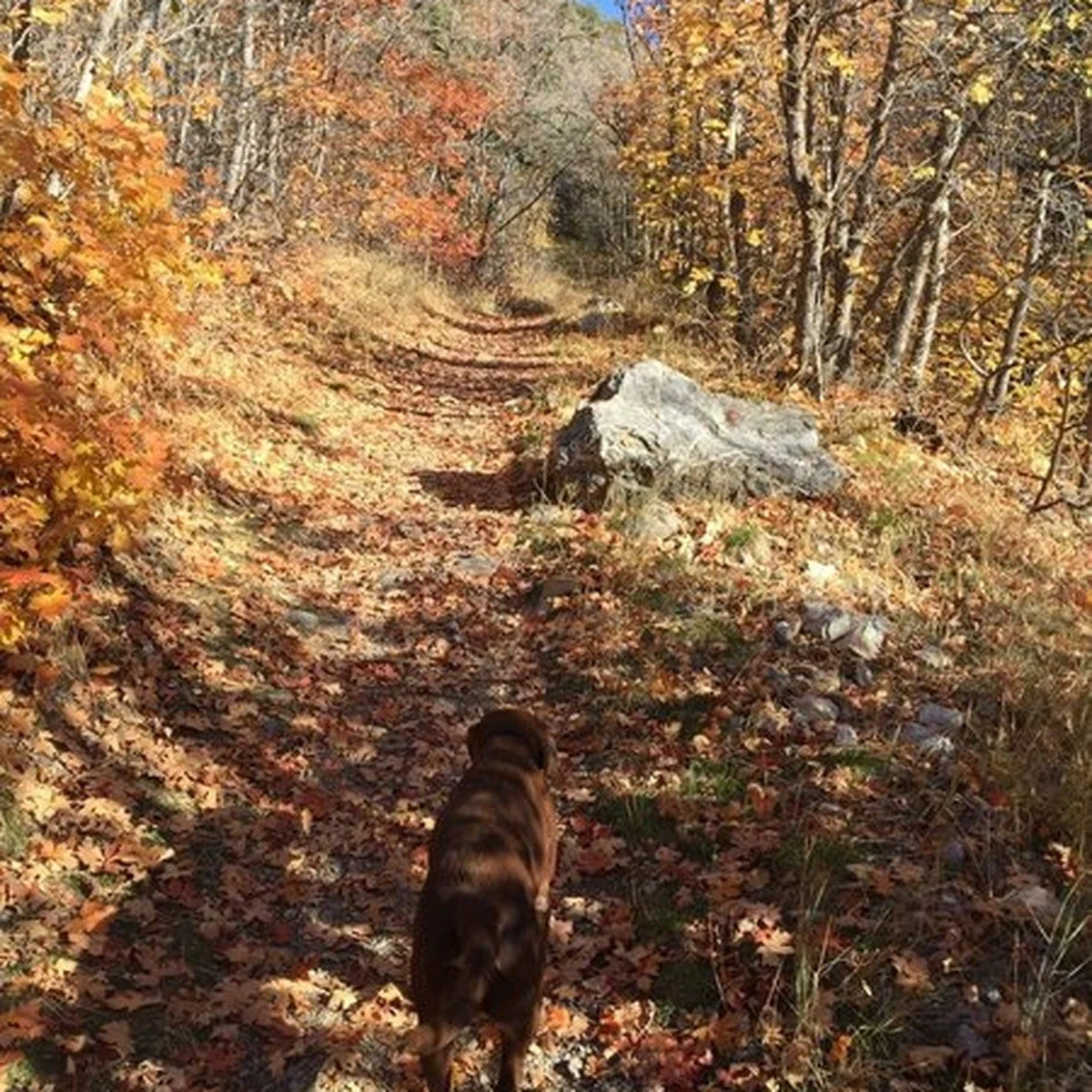 Dog Hiking in South End, MA provides guided outdoor exercise and enriching variety for urban dogs