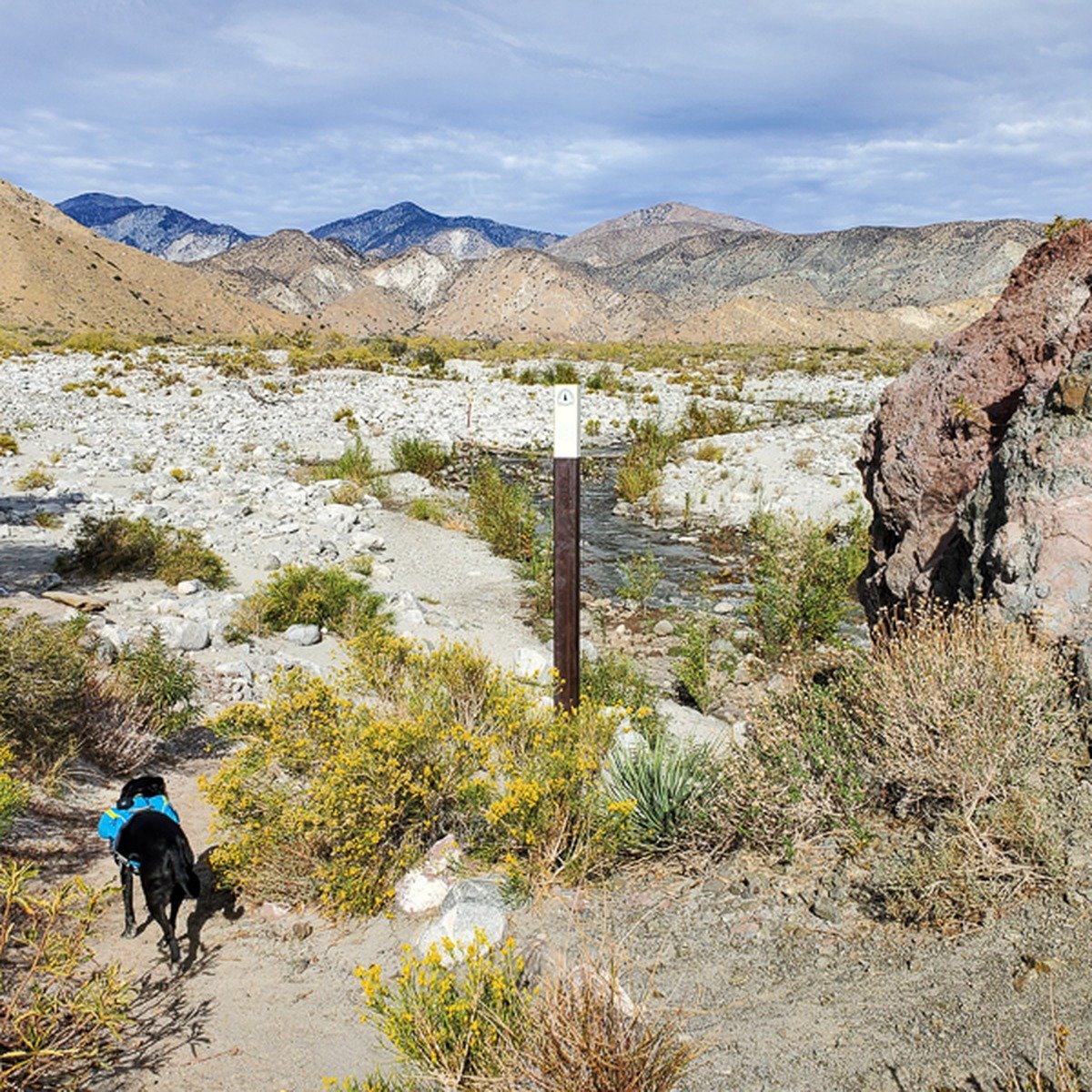 Dog Hiking near me