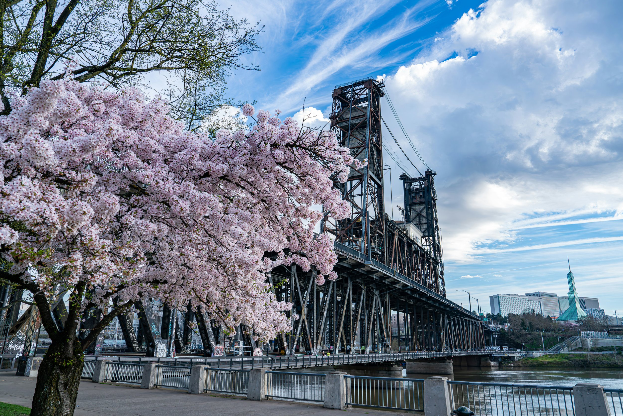 Cherry blossoms along the Willamette River