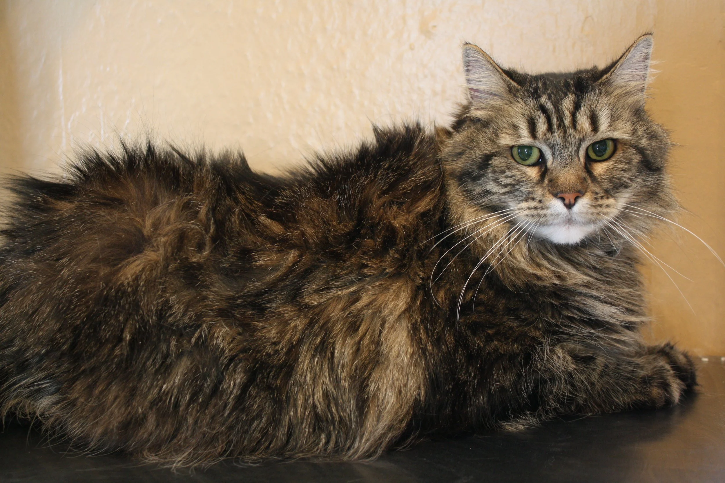 A long-haired brown tabby before grooming, coat fluffy and loose.