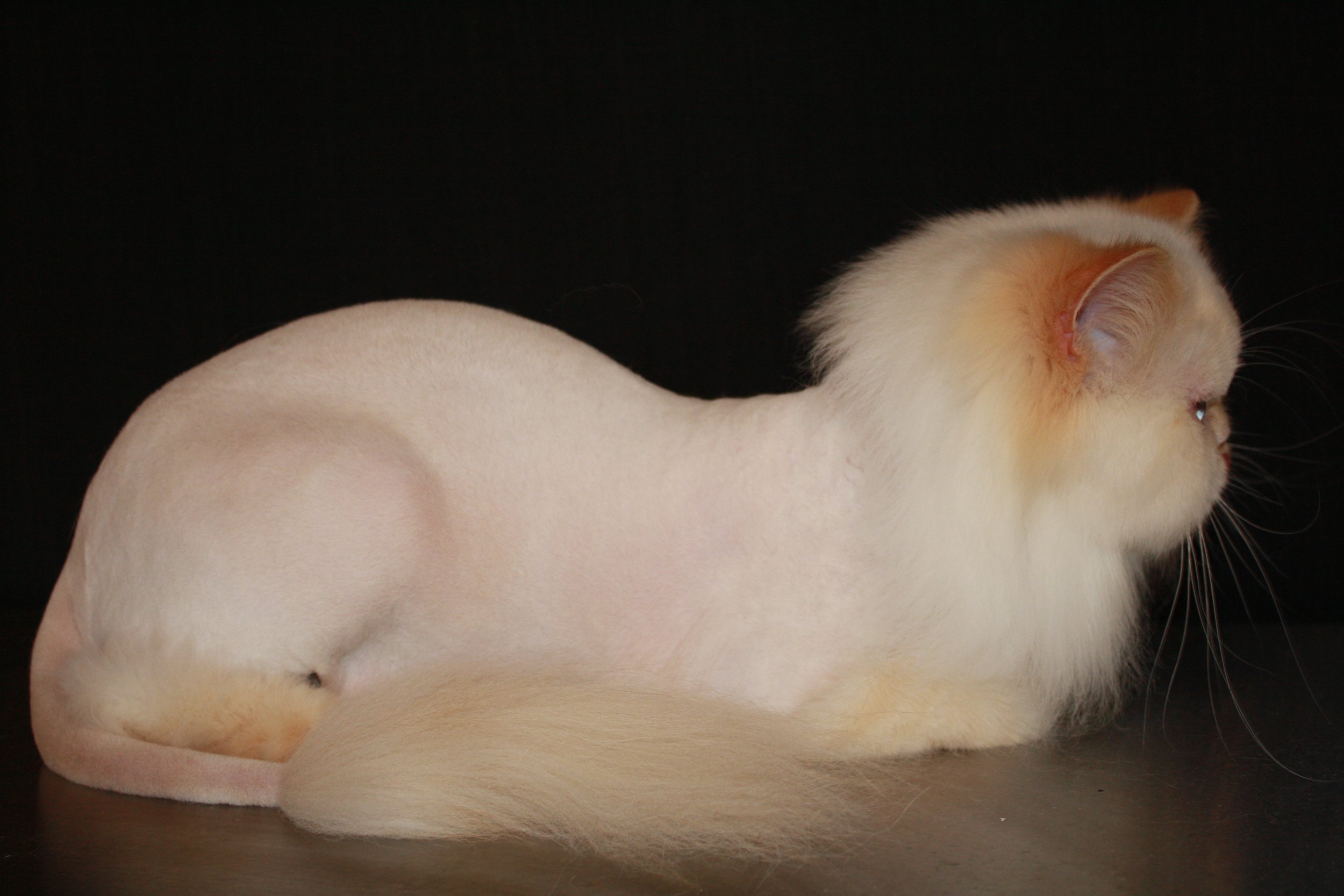 A cream Persian cat in a lion clip: body shaved with a full mane, leg fluff, and a long tail.